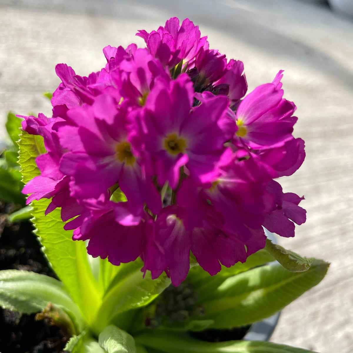 Primula Denticulata Lilac 9cm