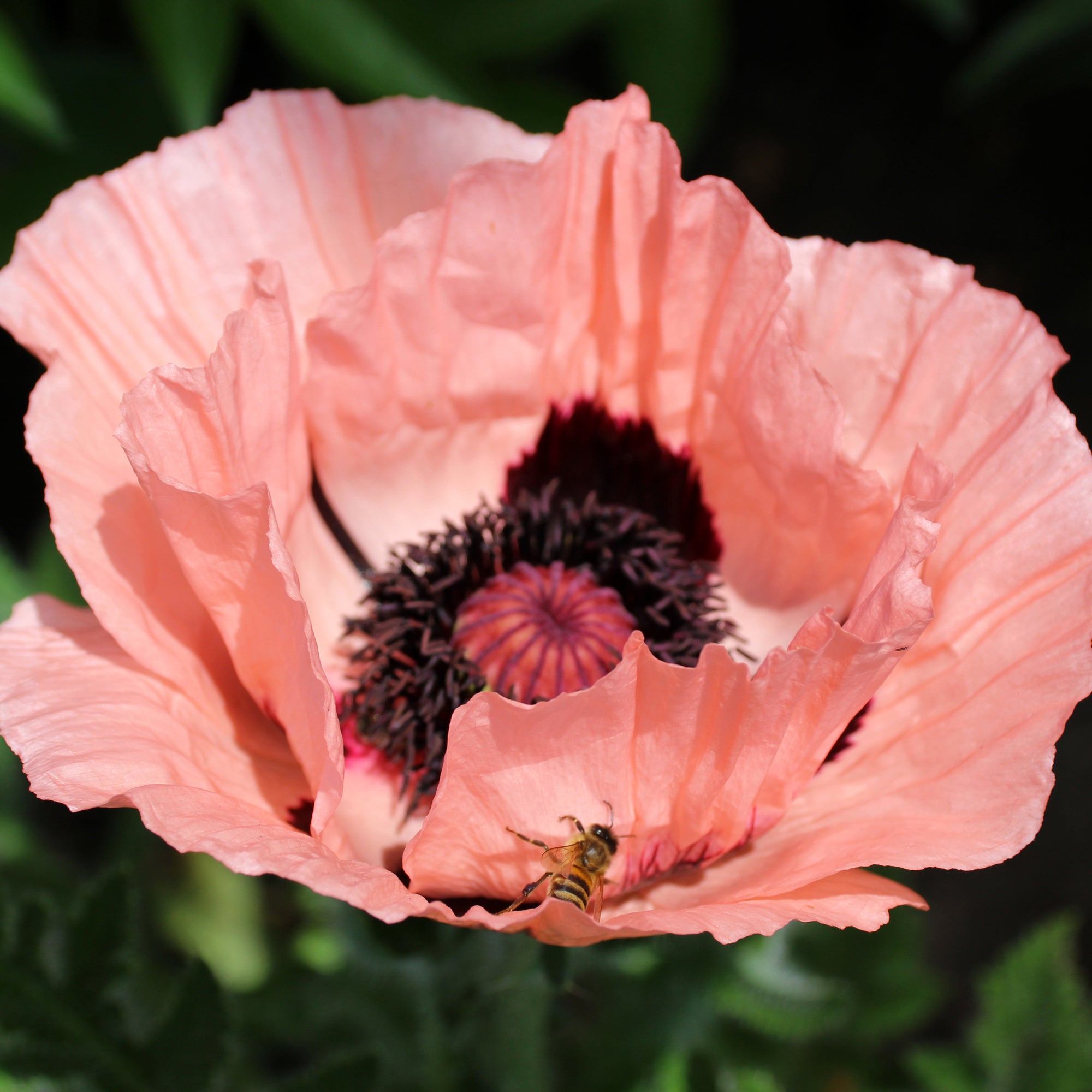 Poppy - Princess Victoria Louise (Pink) 9cm / 2L