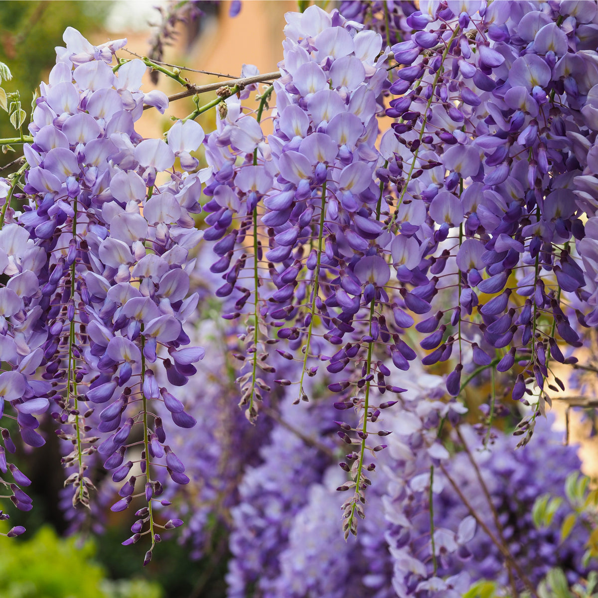 Wisteria sinensis &#39;Prolific&#39; (Blue) 60cm