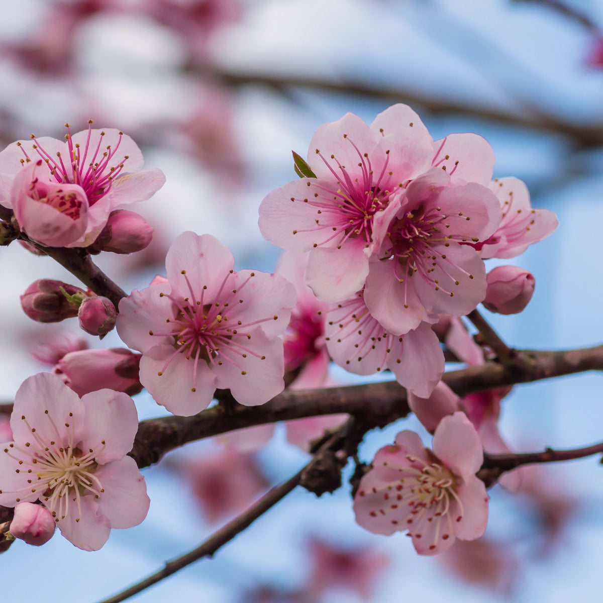 Close-up of pink blossoms in full bloom on a Prunus Persica (Peach) &#39;Pink Peachy&#39; Dwarf Blossom Tree (80-90cm), set against a softly blurred blue sky.