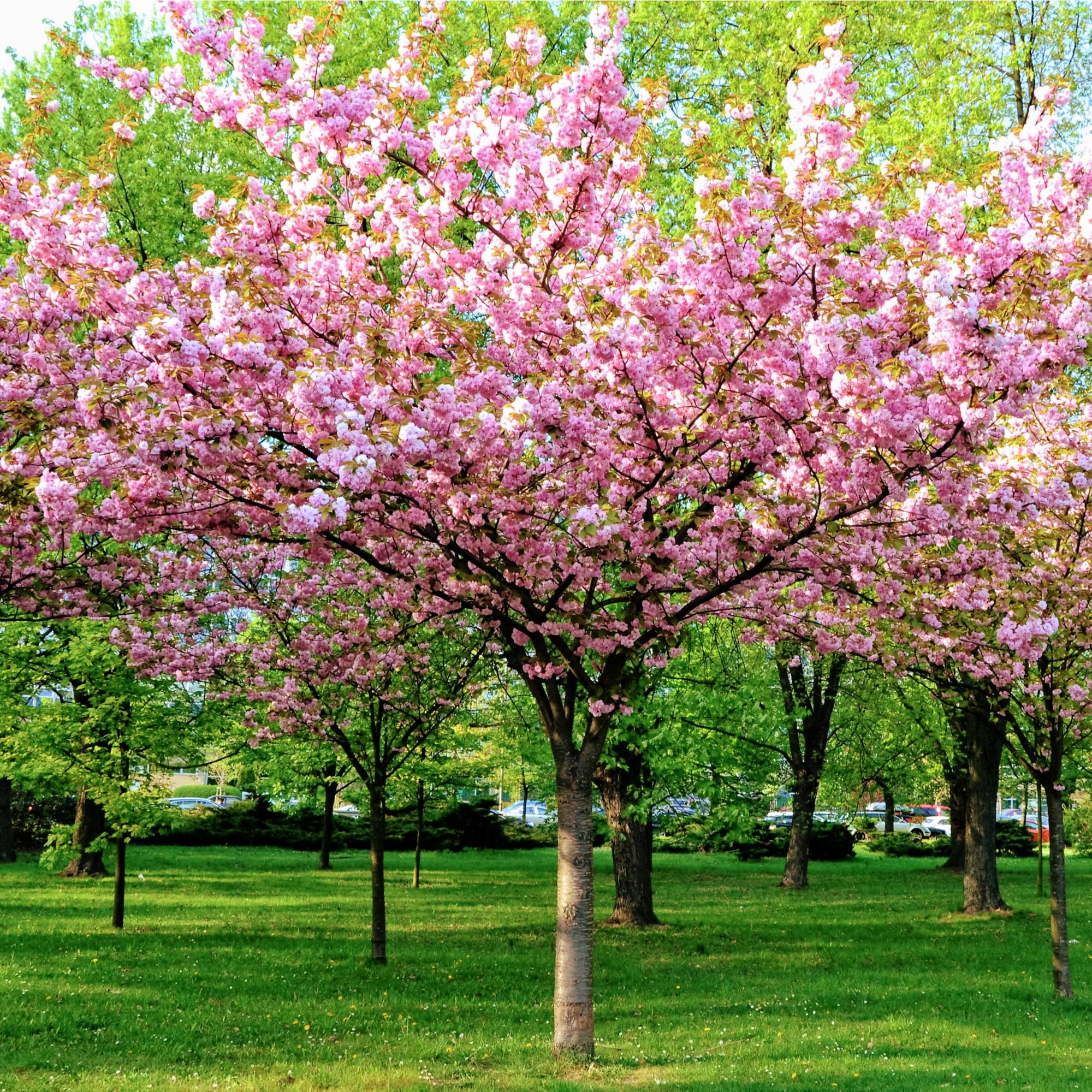 Prunus Triloba | Double Flowering Cherry-Almond Blossom Tree | 6ft (160-180cm)