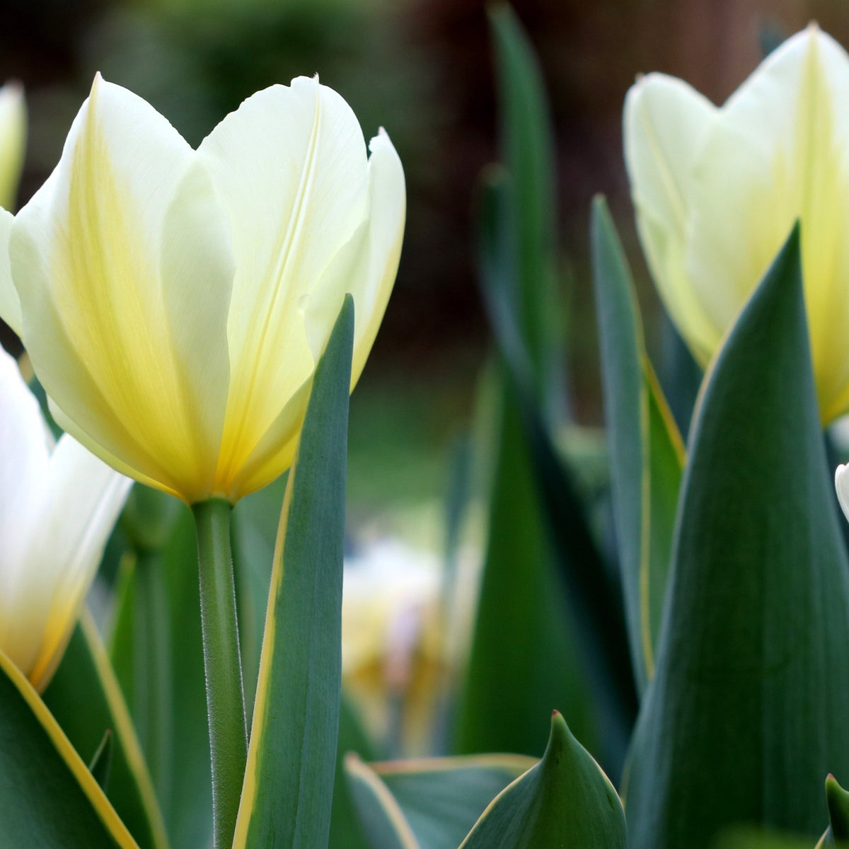 Close-up of Tulip &#39;Purissima&#39; cut flowers—creamy white petals with pale yellow hues and green leaves. Softly focused background shows more tulips and lush greenery.