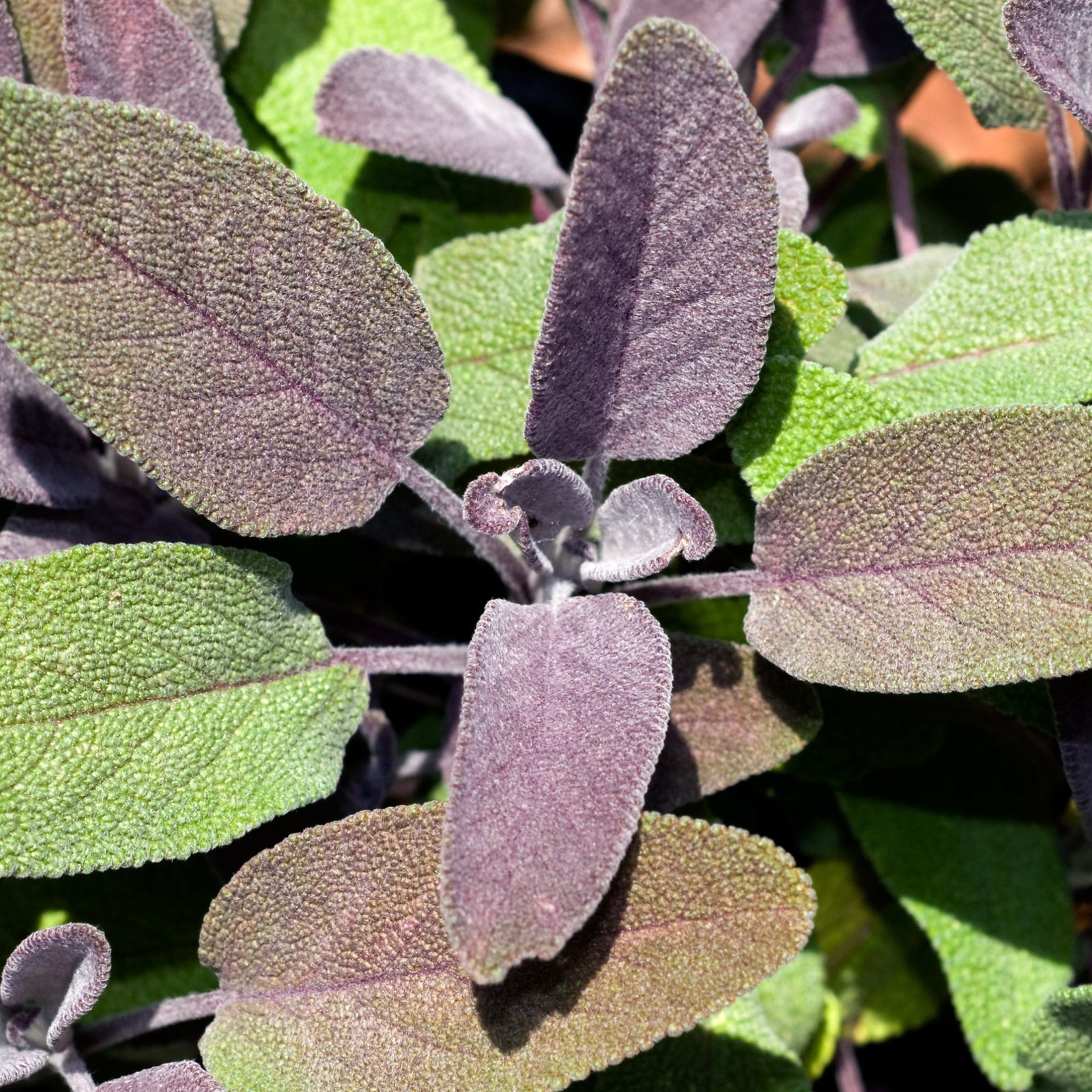 Close-up of Purple Sage (Herb) 9cm in a grower’s pot, showing textured, velvety oval leaves with overlapping green and purple hues highlighted by sunlight.