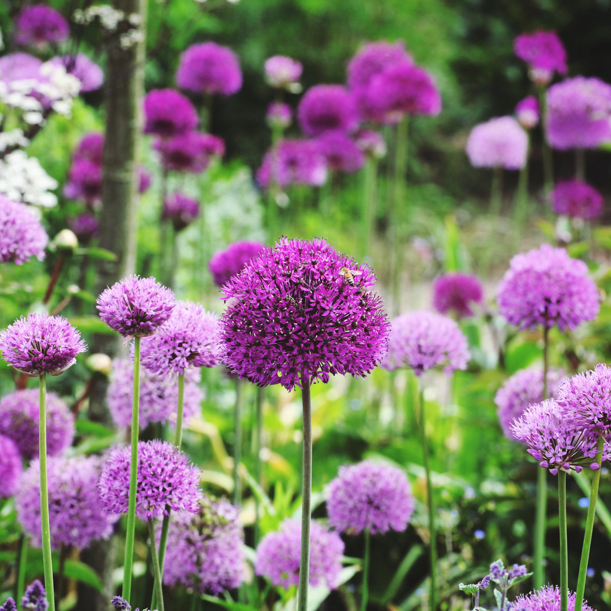 Create a vibrant, pollinator-friendly garden with Allium hollandicum &#39;Purple Sensation&#39; (two sizes available), featuring tall, round purple blooms on green stems and leaves for a striking outdoor display.