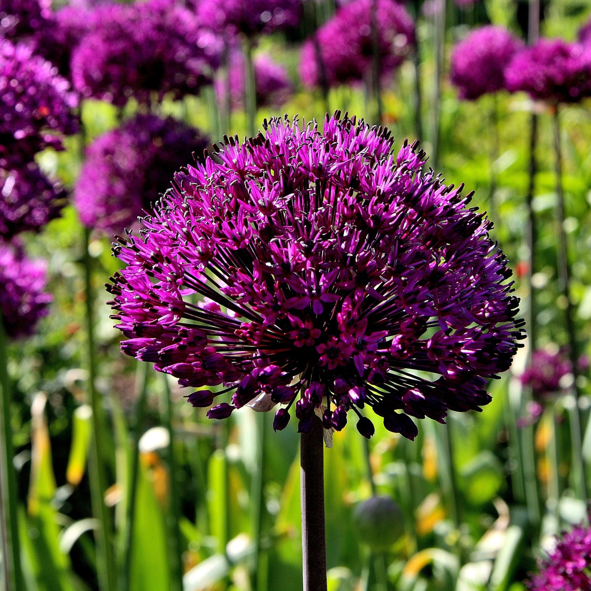 A close-up of Allium hollandicum &#39;Purple Sensation&#39; in full bloom—its vivid purple spherical florets shine in the sun, set against a soft green and purple backdrop; an attractive, pollinator-friendly perennial (available in two sizes).