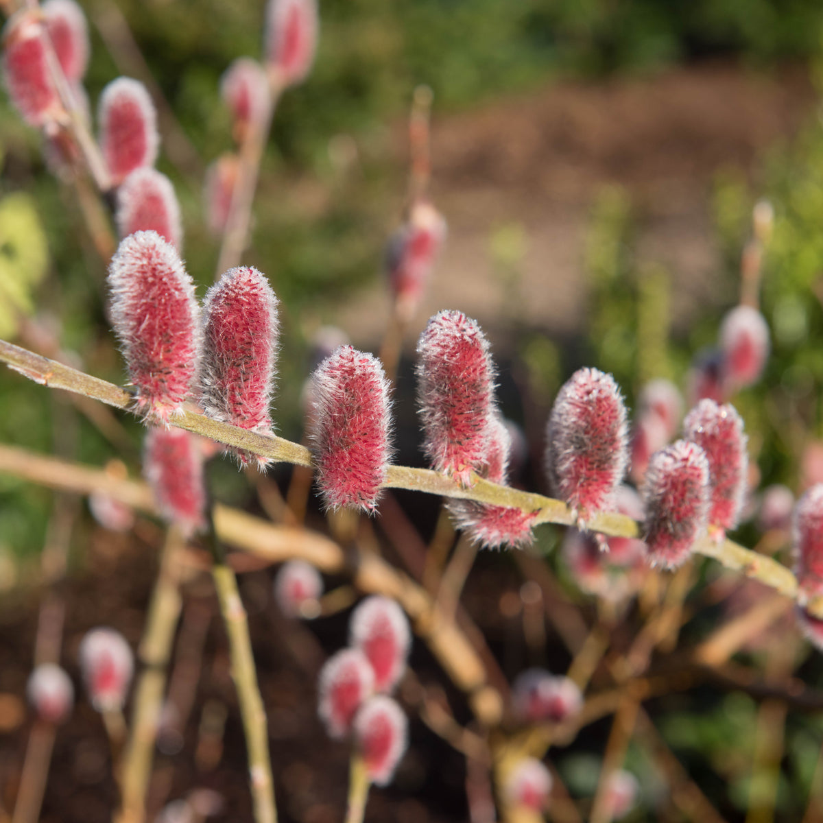 Close-up of fuzzy pink catkins on Salix gracilistyla &#39;Mount Aso&#39; Pussy Willow shrub, a deciduous plant with thin brown branches set against a blurred green and brown background.