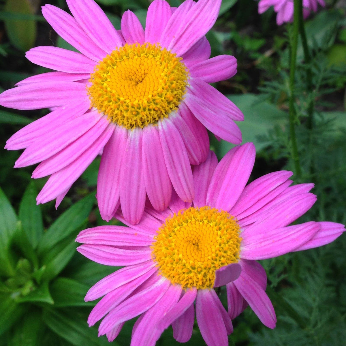 Two vibrant pink Tanacetum coccineum &#39;Robinson&#39;s Pink&#39; 9cm flowers with bright yellow centers bloom together amid green leaves, adding a splash of color to any garden. Perfect perennial for borders and beds.