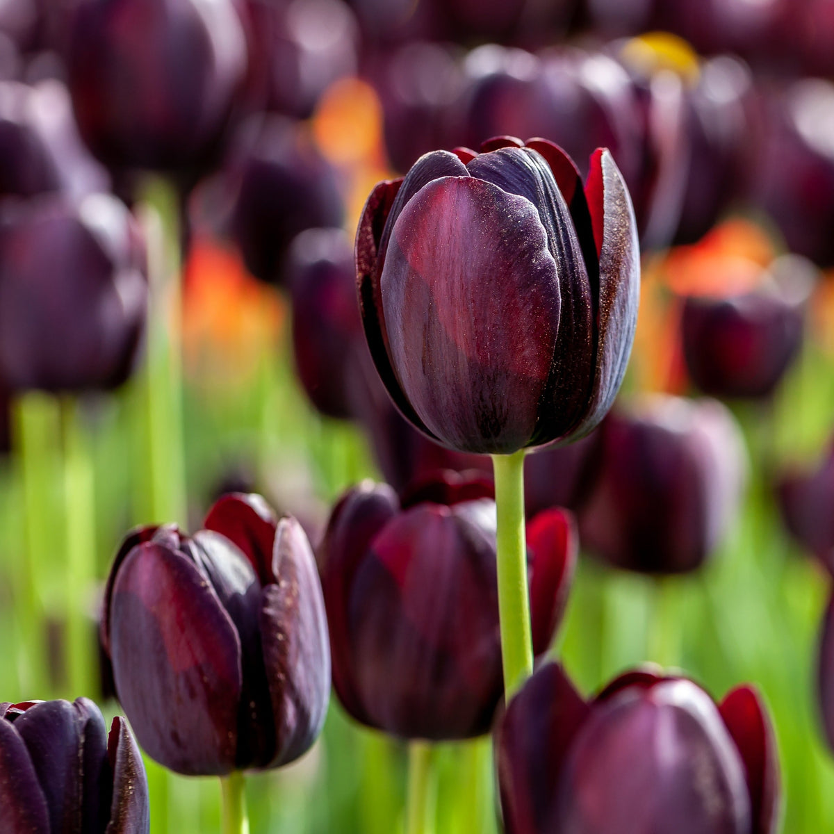 Tulip &#39;Queen of the Night&#39; (5 Bulbs)