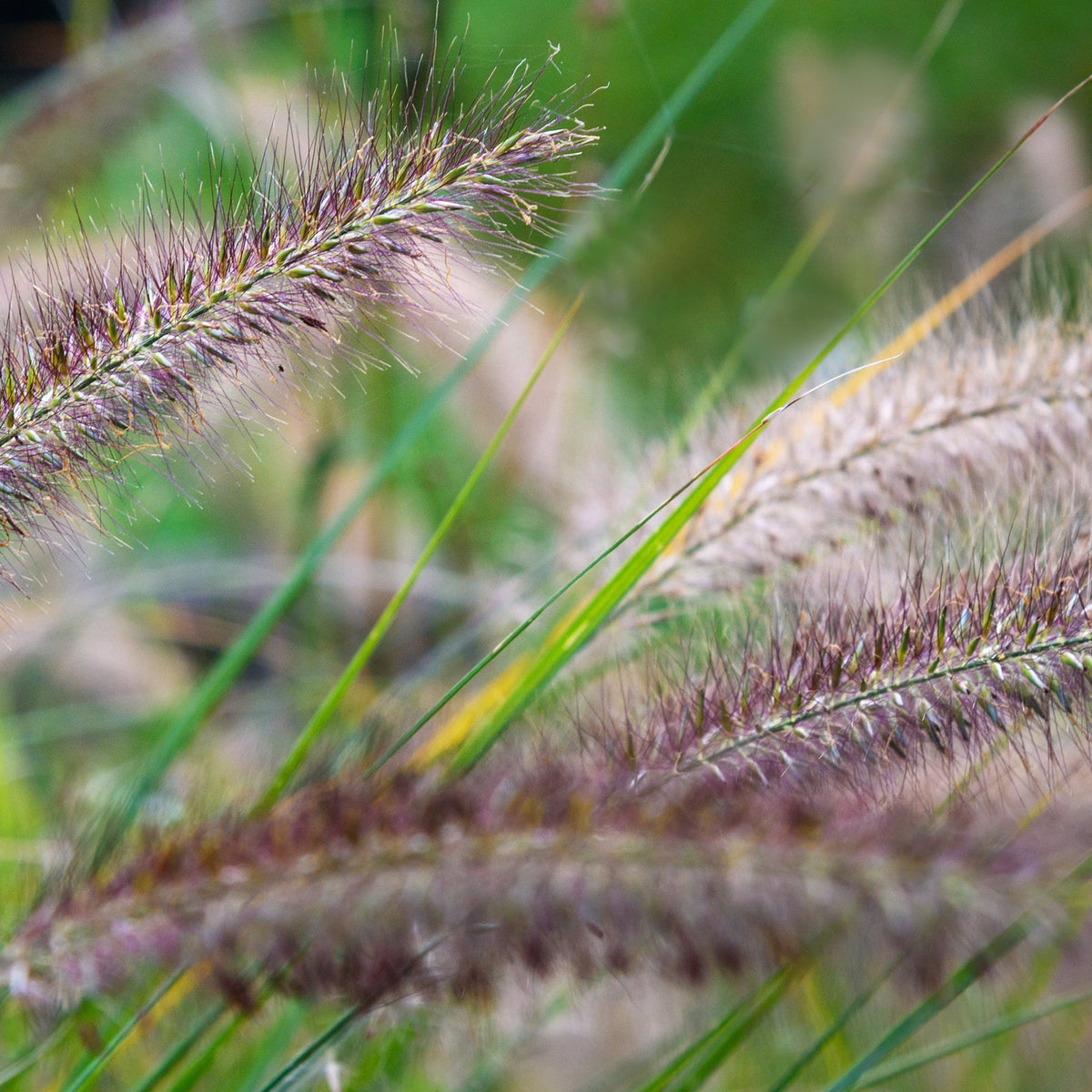 Close-up of spiky, purple-tinted seed heads of Pennisetum &#39;Red Bunny Tails&#39; 2L, a perennial ornamental grass, against a soft, blurred green and yellow background emphasizing its delicate texture.