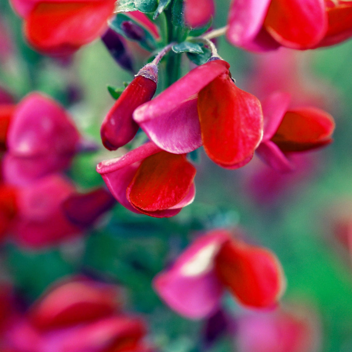 Cytisus x boskoopii &#39;Boskoop Ruby&#39; 1.5L