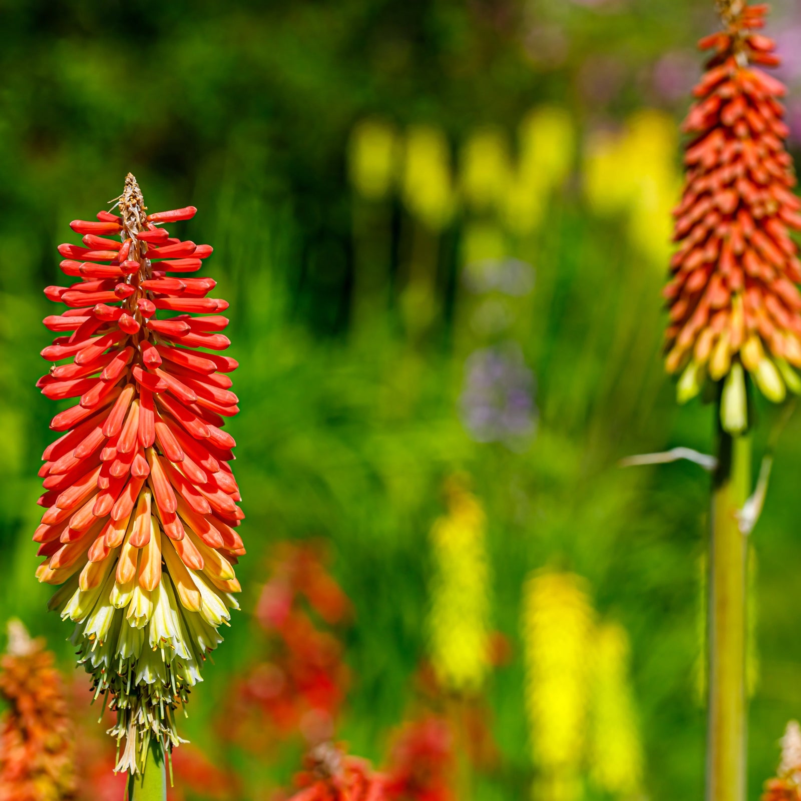 Close-up of Kniphofia uvaria 'Flamenco' (Red Hot Poker) 9cm/3L, a vibrant perennial with striking red, orange, and yellow tubular flowers, set against a blurred green background and other garden plants.