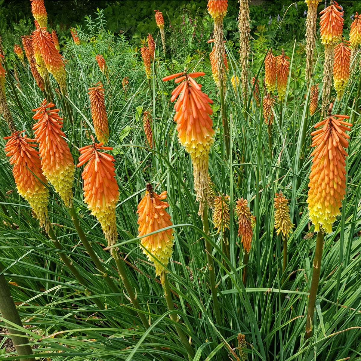 Kniphofia &#39;Royal Castle&#39; (Red Hot Poker) 9cm/2L