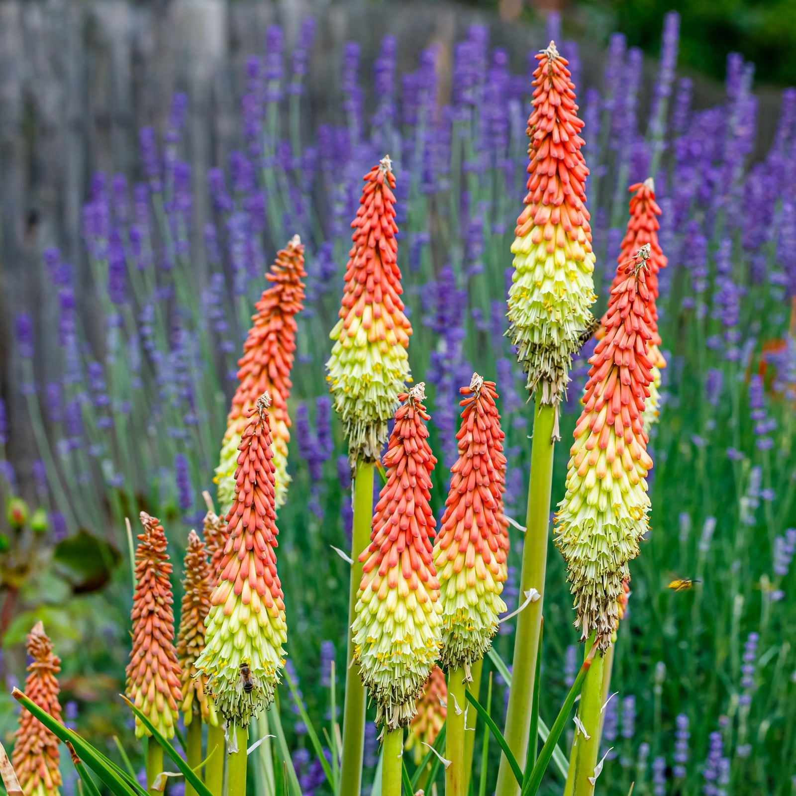 Close-up of Kniphofia uvaria 'Flamenco' (Red Hot Poker) 9cm/3L, a vibrant perennial with striking red, orange, and yellow tubular flowers, set against a blurred green background and other garden plants.