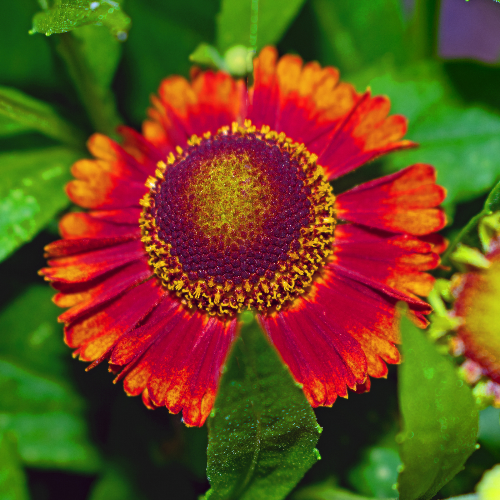 A close-up of Helenium - Red Shades 1L shows its vibrant red petals with yellow accents and a dark, textured center, set against lush green foliage—a striking, pollinator-friendly perennial for your garden.