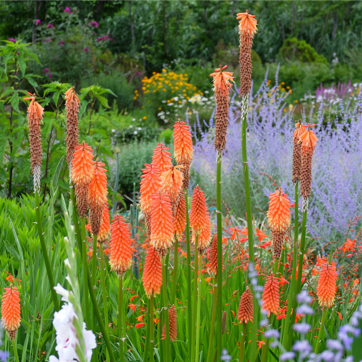 Kniphofia &#39;Royal Castle&#39; (Red Hot Poker) 9cm/2L