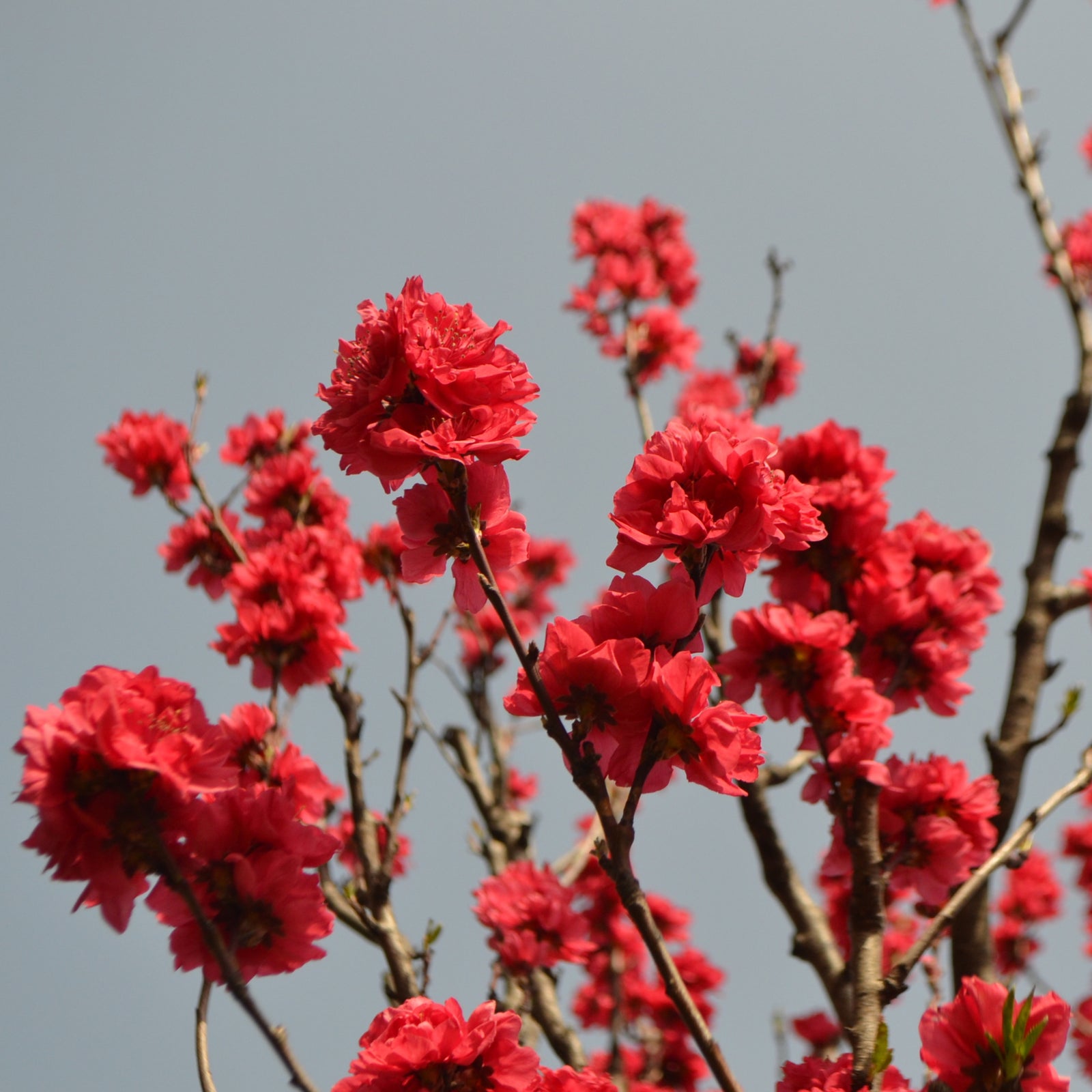Close-up of vibrant red blossoms on a Prunus Persica (Peach) 'Red Peachy' Dwarf Blossom Tree (80-90cm), with a soft-focus backdrop of more blooms and a pale sky.