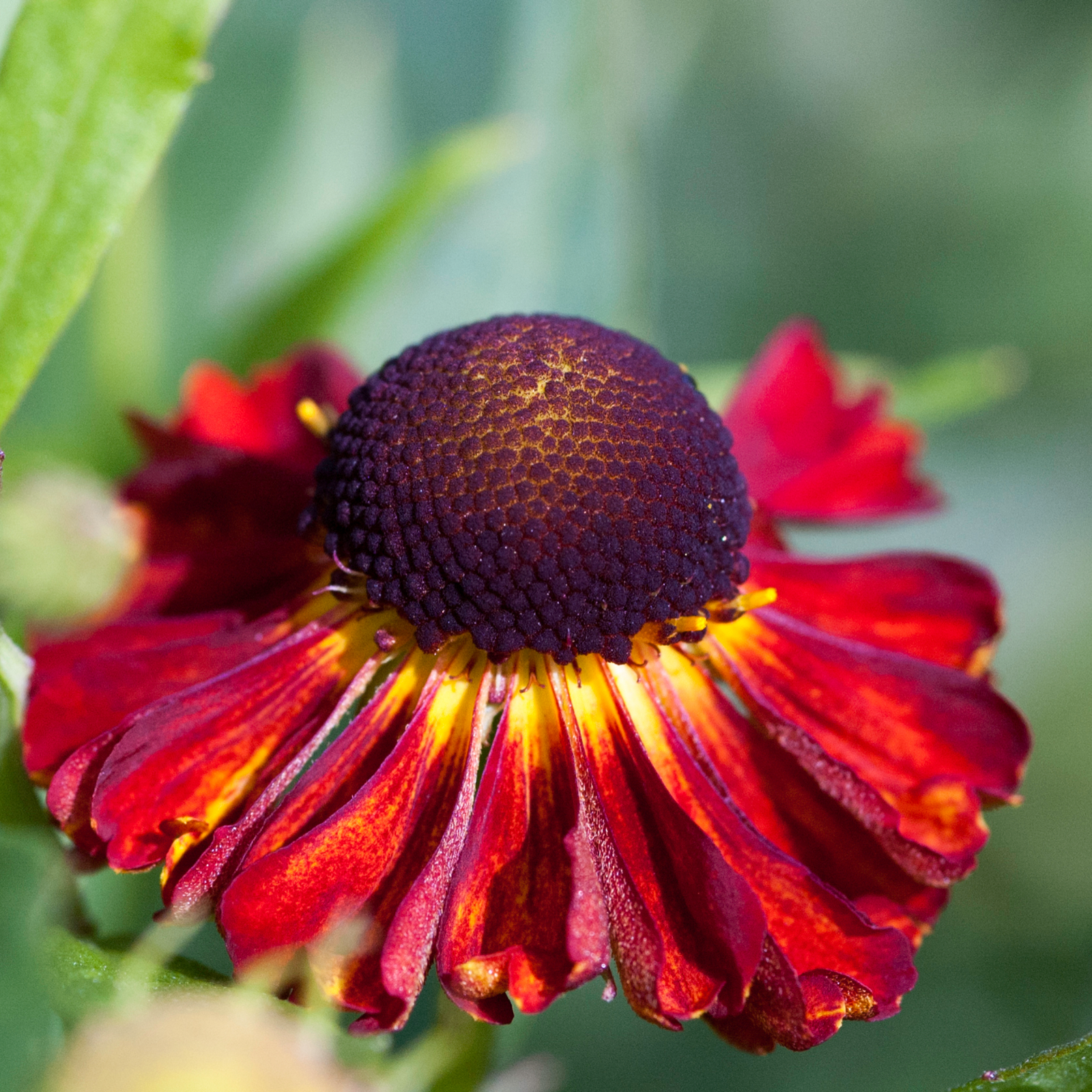 A close-up of Helenium - Red Shades 1L shows its vibrant red petals with yellow accents and a dark, textured center, set against lush green foliage—a striking, pollinator-friendly perennial for your garden.