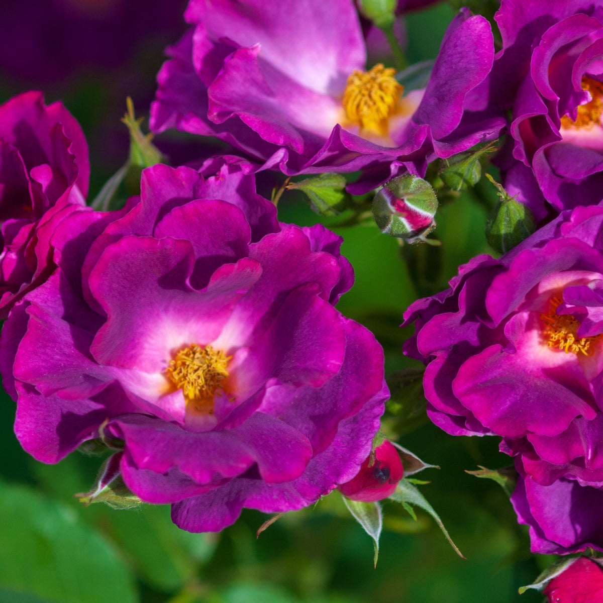 Rose Rhapsody in Blue floribunda blooms with ruffled purple-blue petals and bright yellow centers amid green foliage. 4L potted rose, pre-order for December 2025.