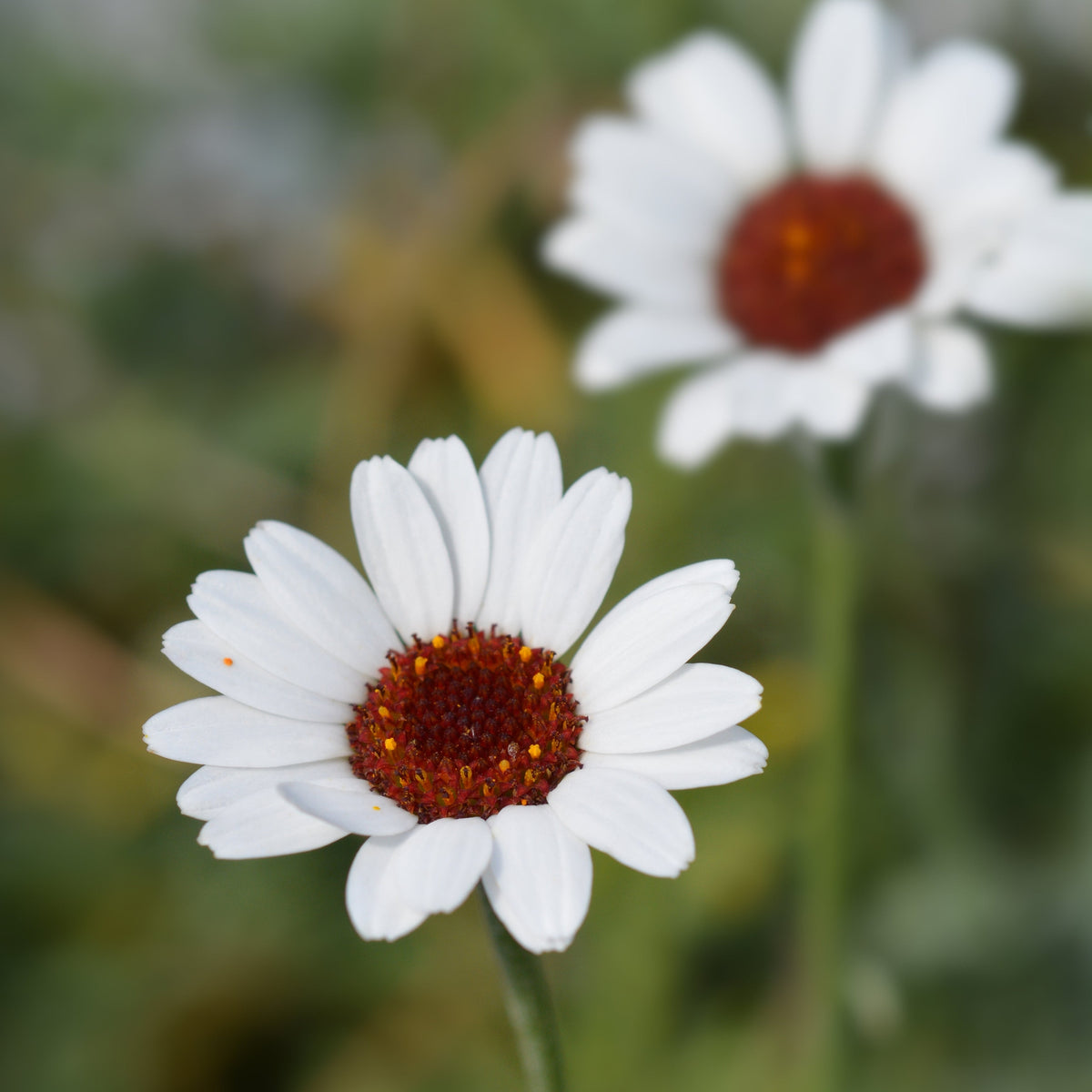 Rhodanthemum ‘Casablanca’ 1.5L