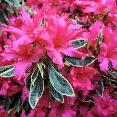 Rhododendron japonica 'Silver Sword' 1L