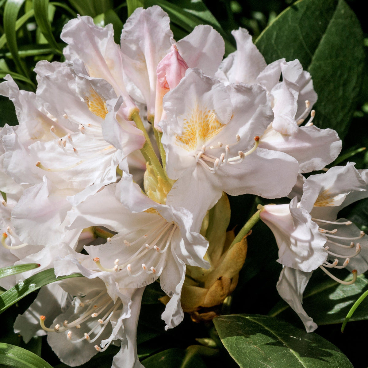 A close-up of Rhododendron &#39;Cunninghams White&#39; 2L/3L, showing its pale pink-tinged, ruffled flowers with yellow centers, blooming on an evergreen shrub with dark green leaves, ideal for acidic soil.