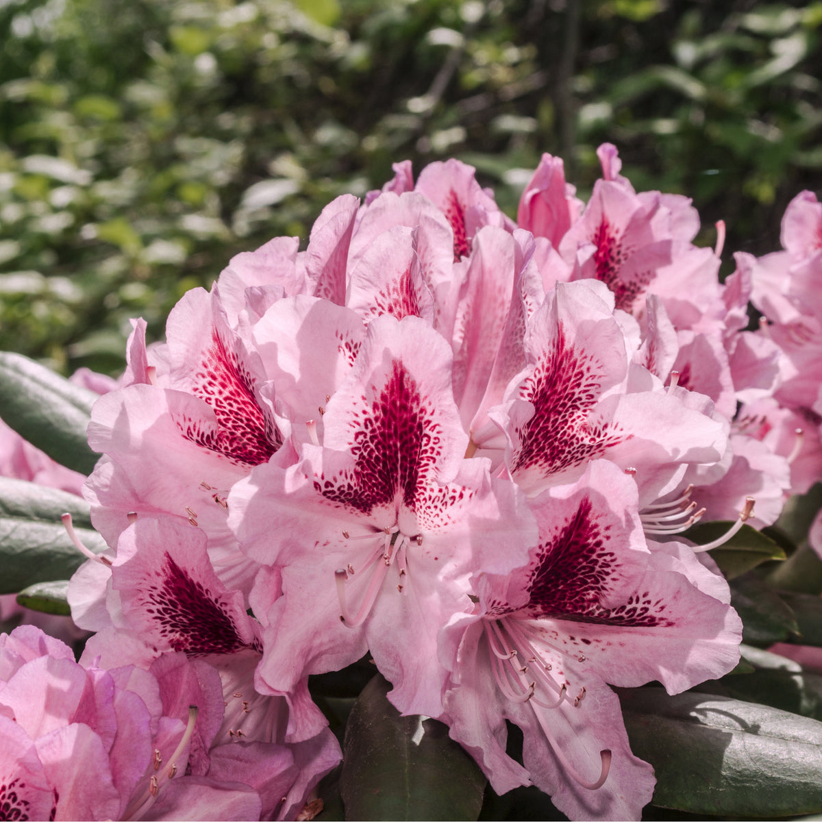 Close-up of vibrant pink blooms on the Standard Rhododendron &#39;Cosmopolitan&#39; (Pink) 80cm, with deep red spots at the center and lush green leaves, softly blurred in the background.