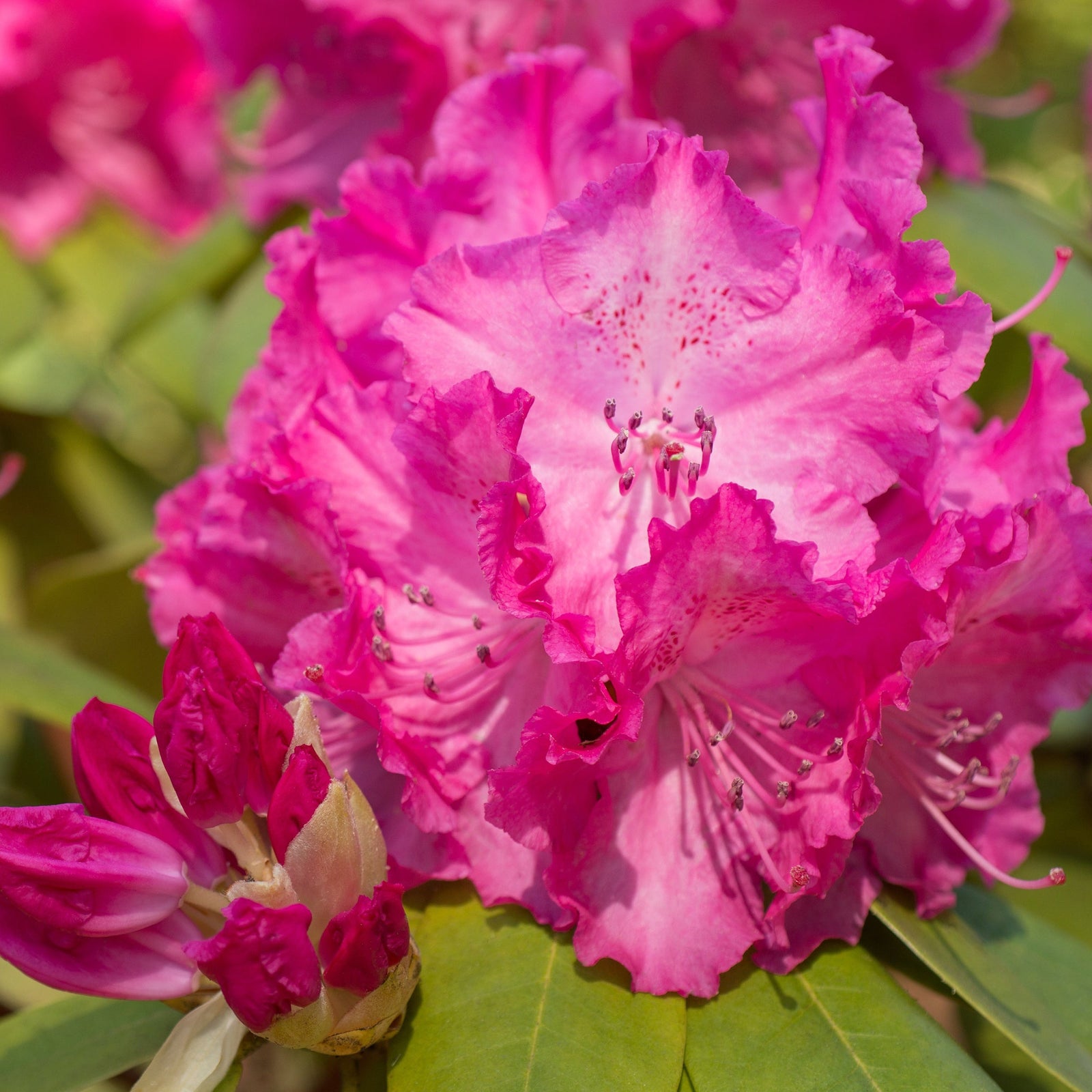 Close-up of vibrant pink trumpet blooms of Rhododendron 'Etoile De Sleidinger' 5L, an evergreen shrub in full bloom, surrounded by green leaves and closed buds, sunlight highlighting its delicate, ruffled petals.