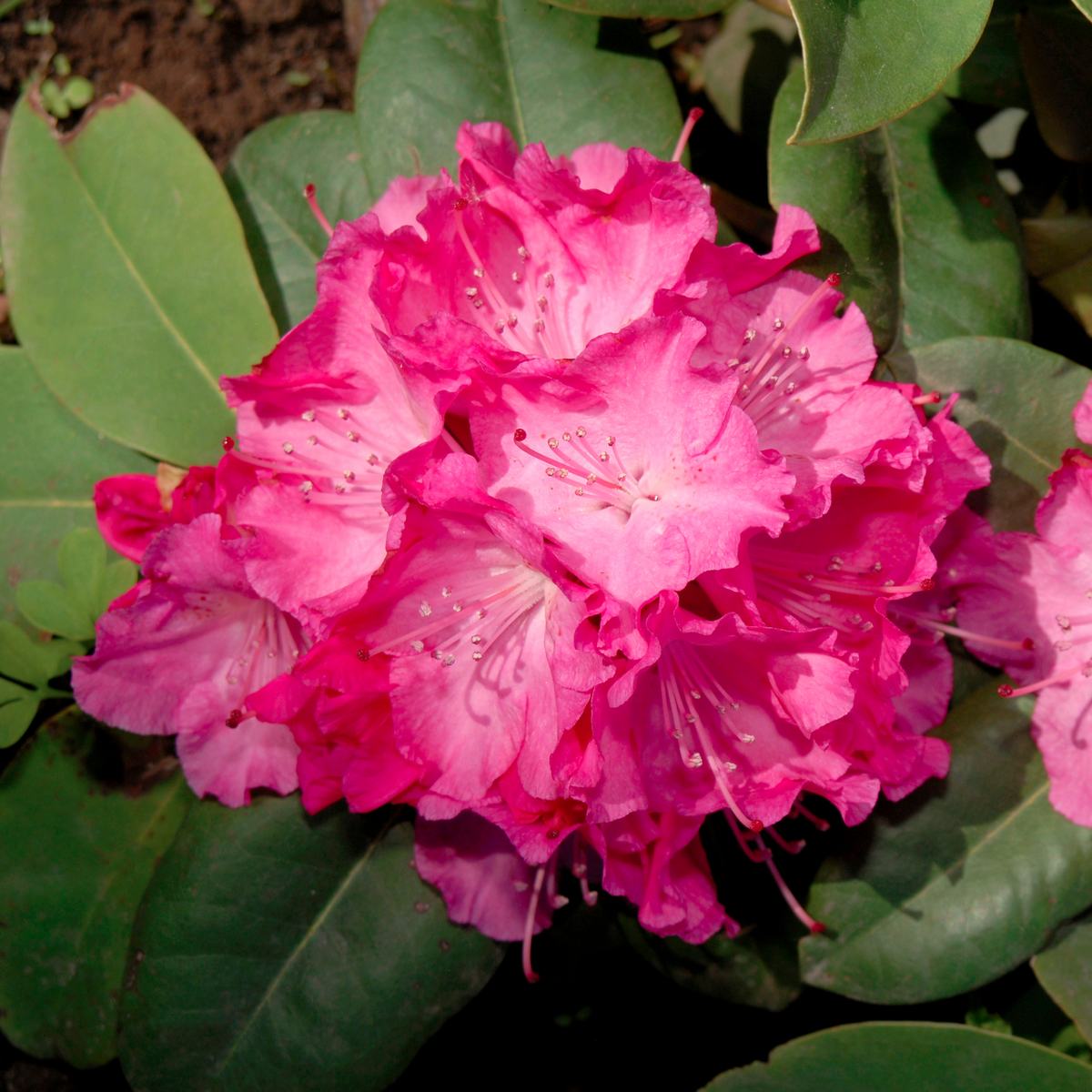 Rhododendron &#39;Germania&#39; 2L /5L
