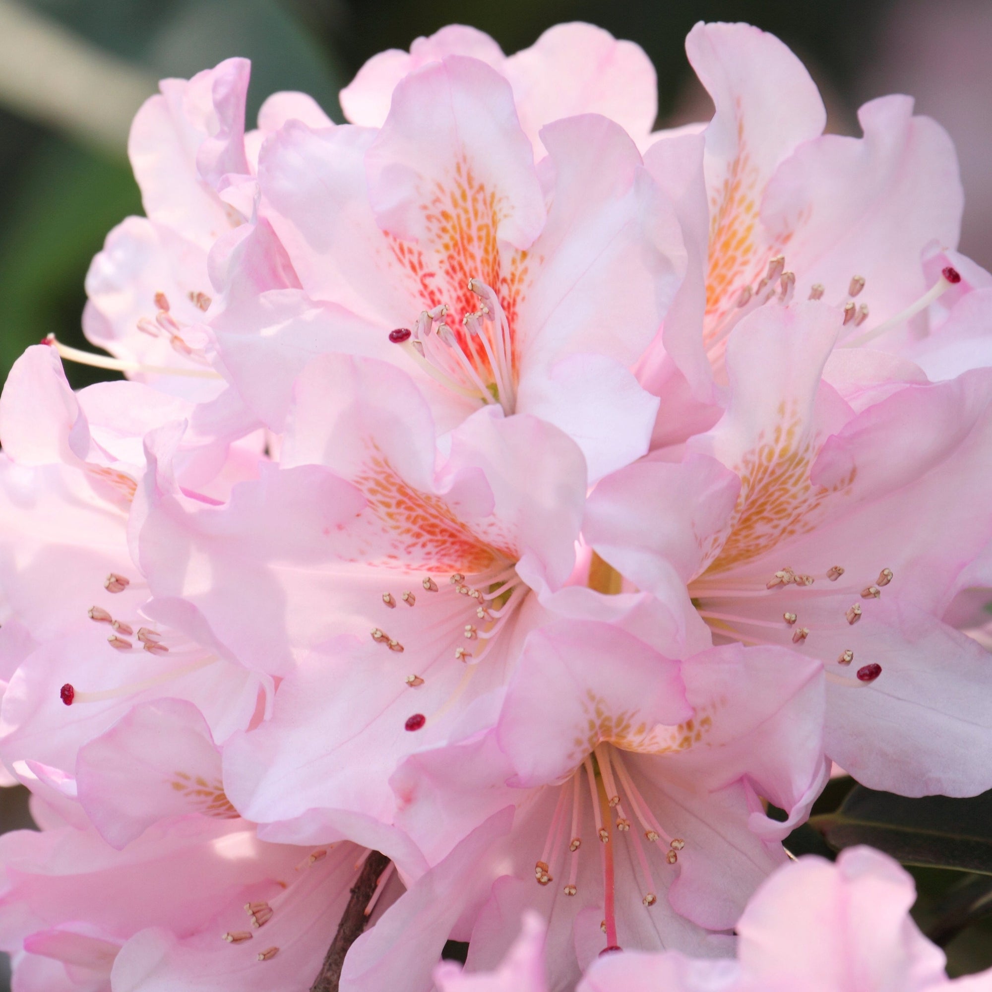 Rhododendron 'Gomer Waterer' 5L