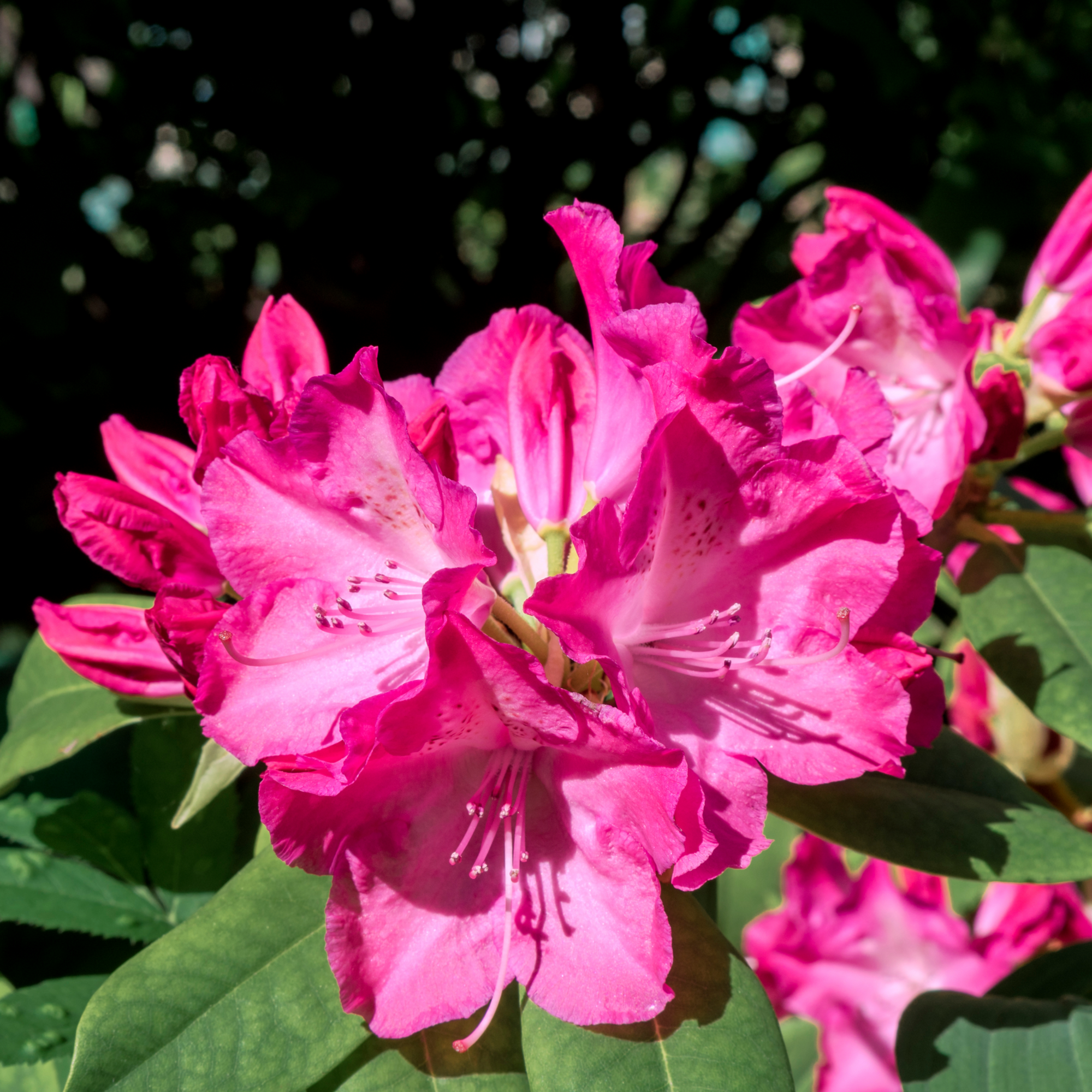 Rhododendron 'Germania' 2L