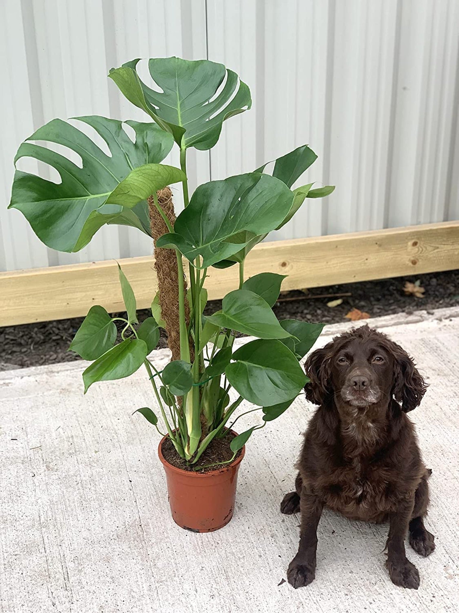 Monstera deliciosa on Moss Pole (Swiss cheese) 90cm