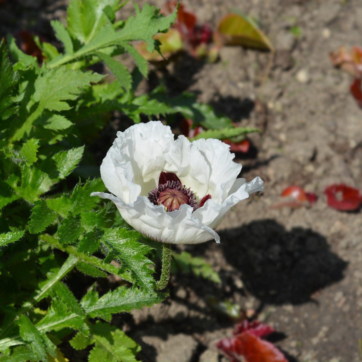 A Papaver orientale &#39;Royal Wedding&#39; | Oriental Poppy 9cm/2L blooms with a white flower and dark center amid green foliage and soil, dappled in sunlight. This striking perennial adds elegance to any garden.