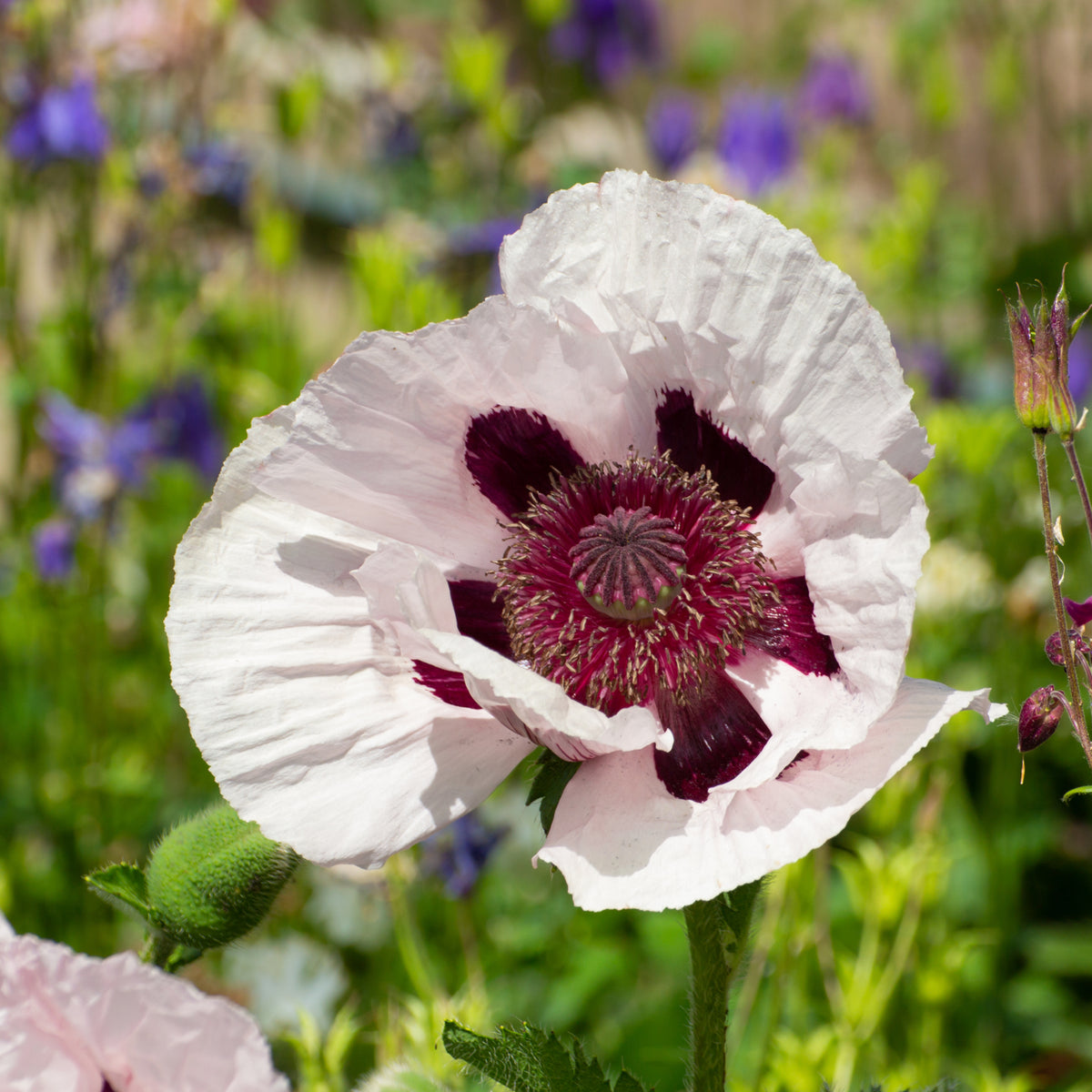 A close-up of Papaver orientale &#39;Royal Wedding&#39; Oriental Poppy, featuring pale pink petals with deep maroon markings, surrounded by blurred green foliage—an eye-catching perennial garden plant in a 9cm/2L pot.