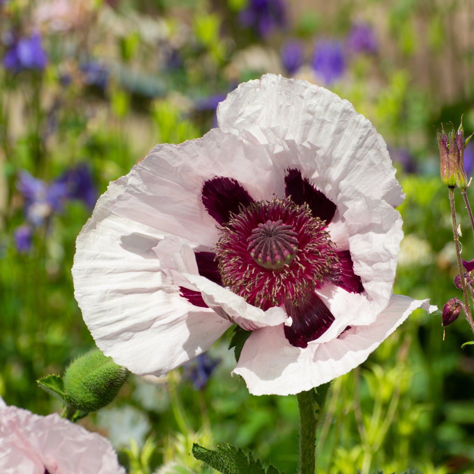 A close-up of Papaver orientale 'Royal Wedding' | Oriental Poppy 9cm/2L shows its striking purple-black center, delicate petals with a small metallic insect, and lush green foliage—this perennial adds beauty to any garden.