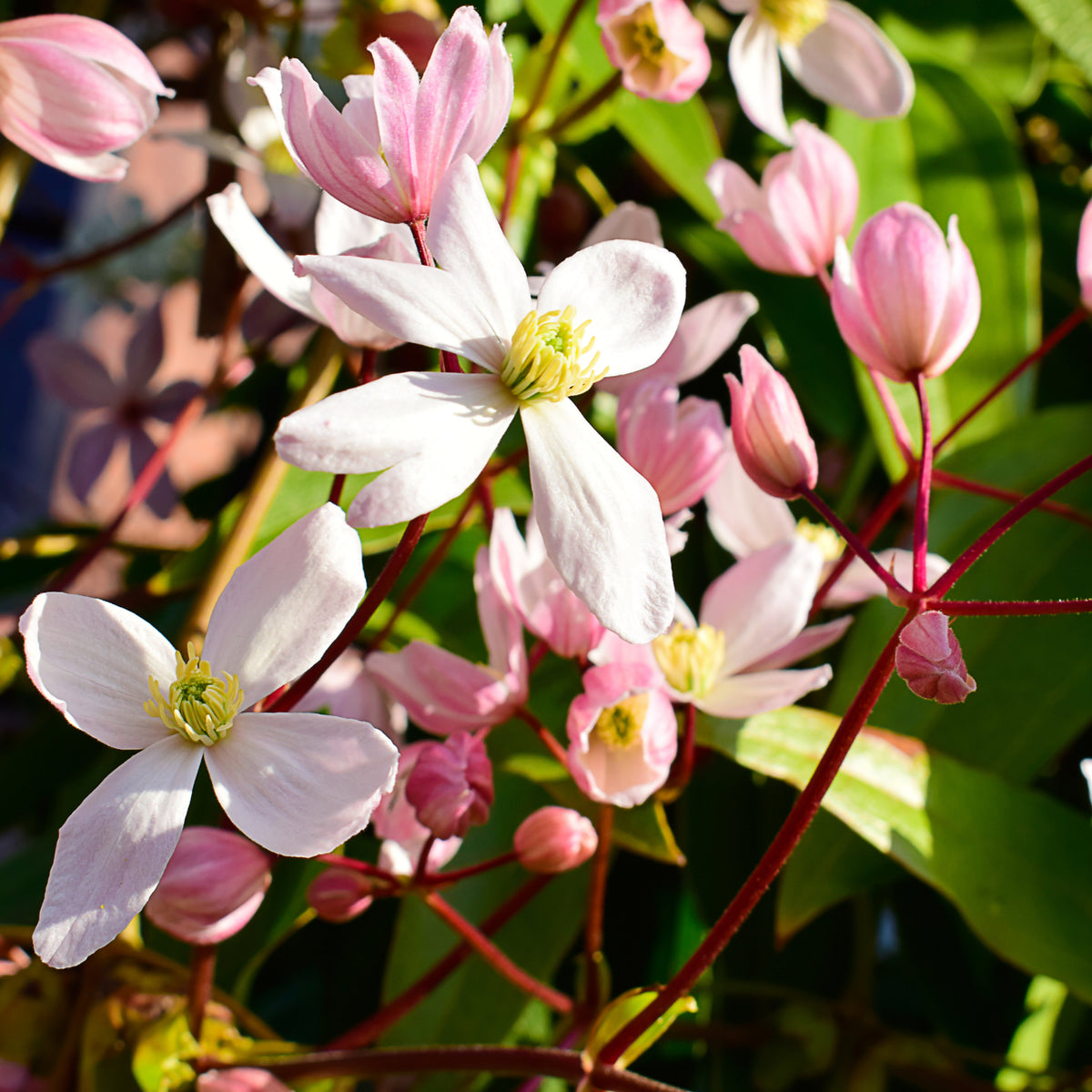 Clusters of pale pink Clematis armandii ‘Hendersonii Rubra’ flowers with yellow-centered white blooms appear among glossy green leaves and reddish stems, surrounded by buds and releasing a delicate almond scent in the sunshine.