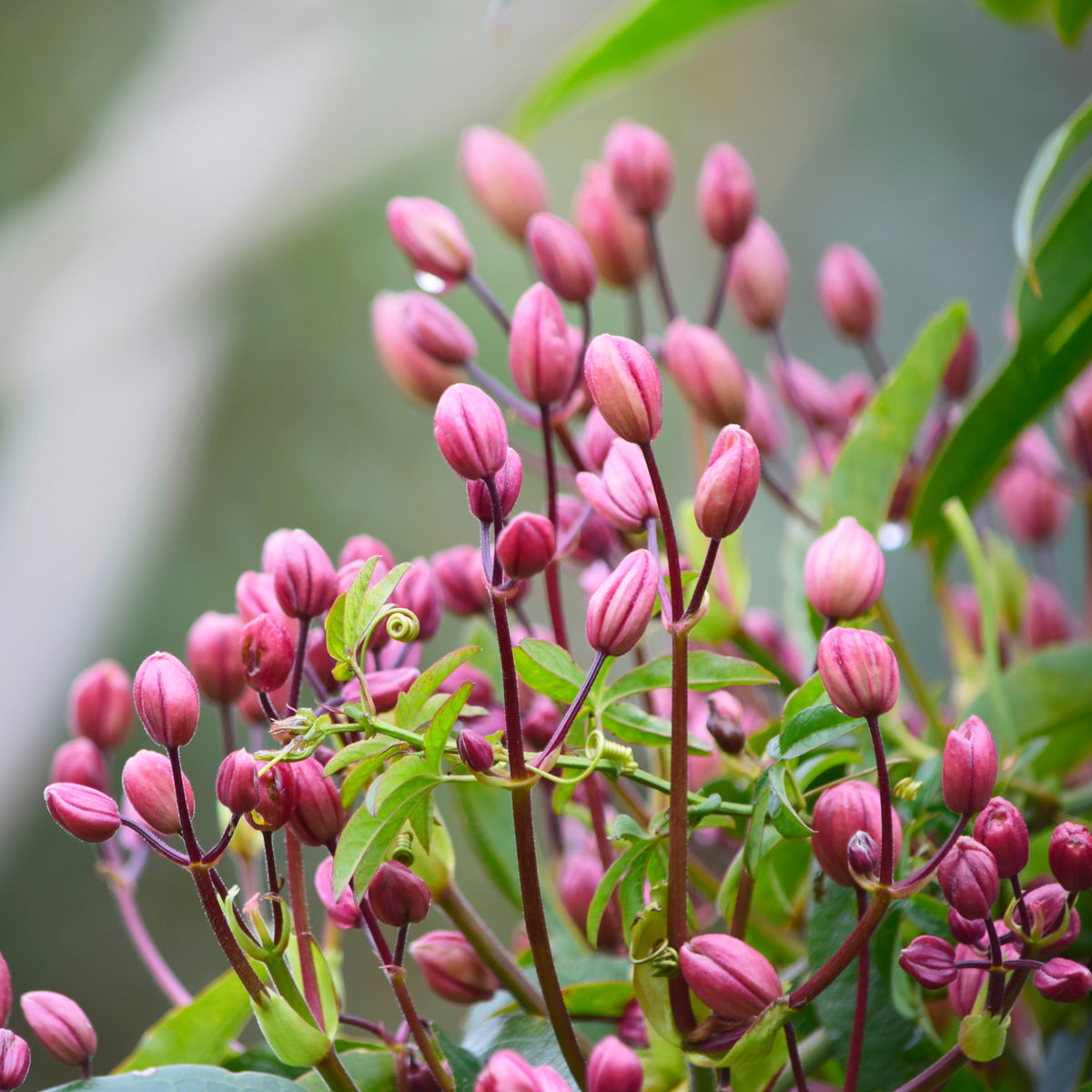 A cluster of pale pink Clematis armandii &#39;Hendersonii Rubra&#39; buds on slender stems with green leaves, set against a blurred natural background. This evergreen variety features delicate blooms and attractive foliage.