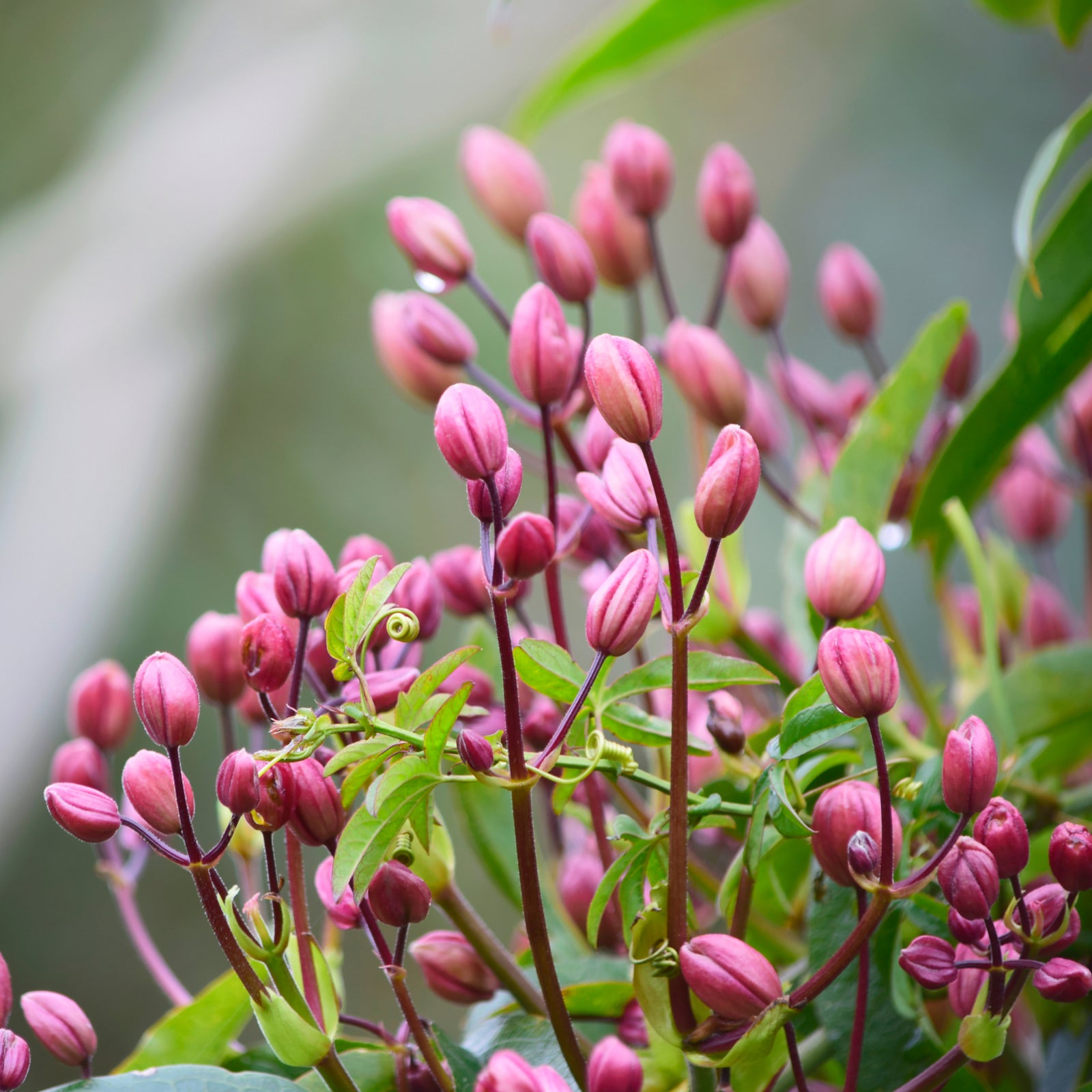 Clusters of pale pink Clematis armandii ‘Hendersonii Rubra’ flowers with yellow-centered white blooms appear among glossy green leaves and reddish stems, surrounded by buds and releasing a delicate almond scent in the sunshine.