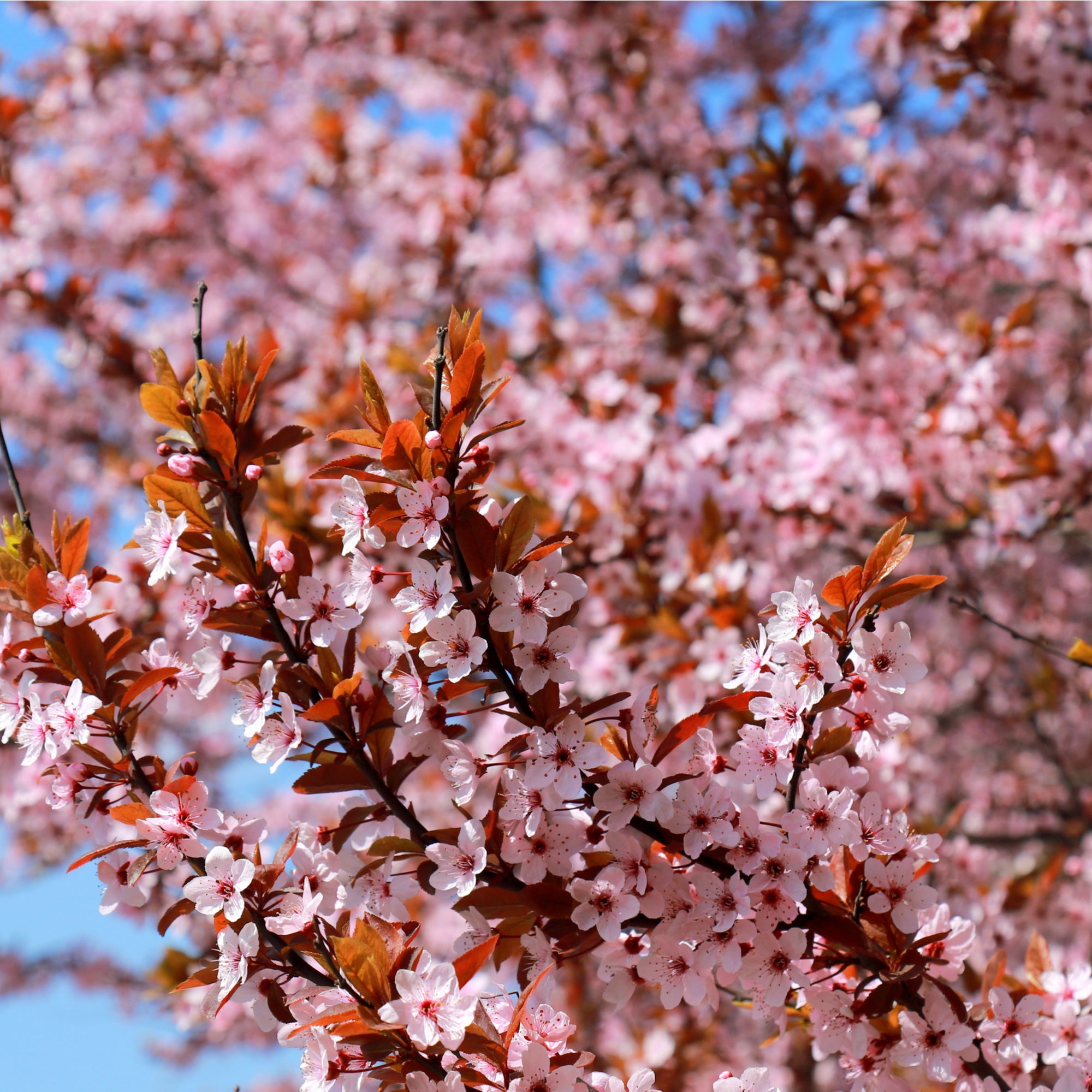 Prunus Niponica 'Ruby' - Ornamental Flowering Cherry Blossom Tree 7.5L 1m