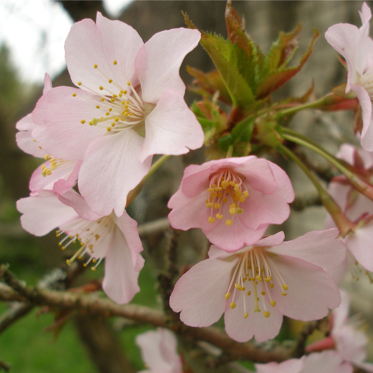 Close-up of Prunus Niponica &#39;Ruby&#39; cherry blossoms with delicate pink flowers and yellow stamens on a branch, green leaves emerging among blooms. Ornamental Flowering Cherry Blossom Tree 7.5L 1m.