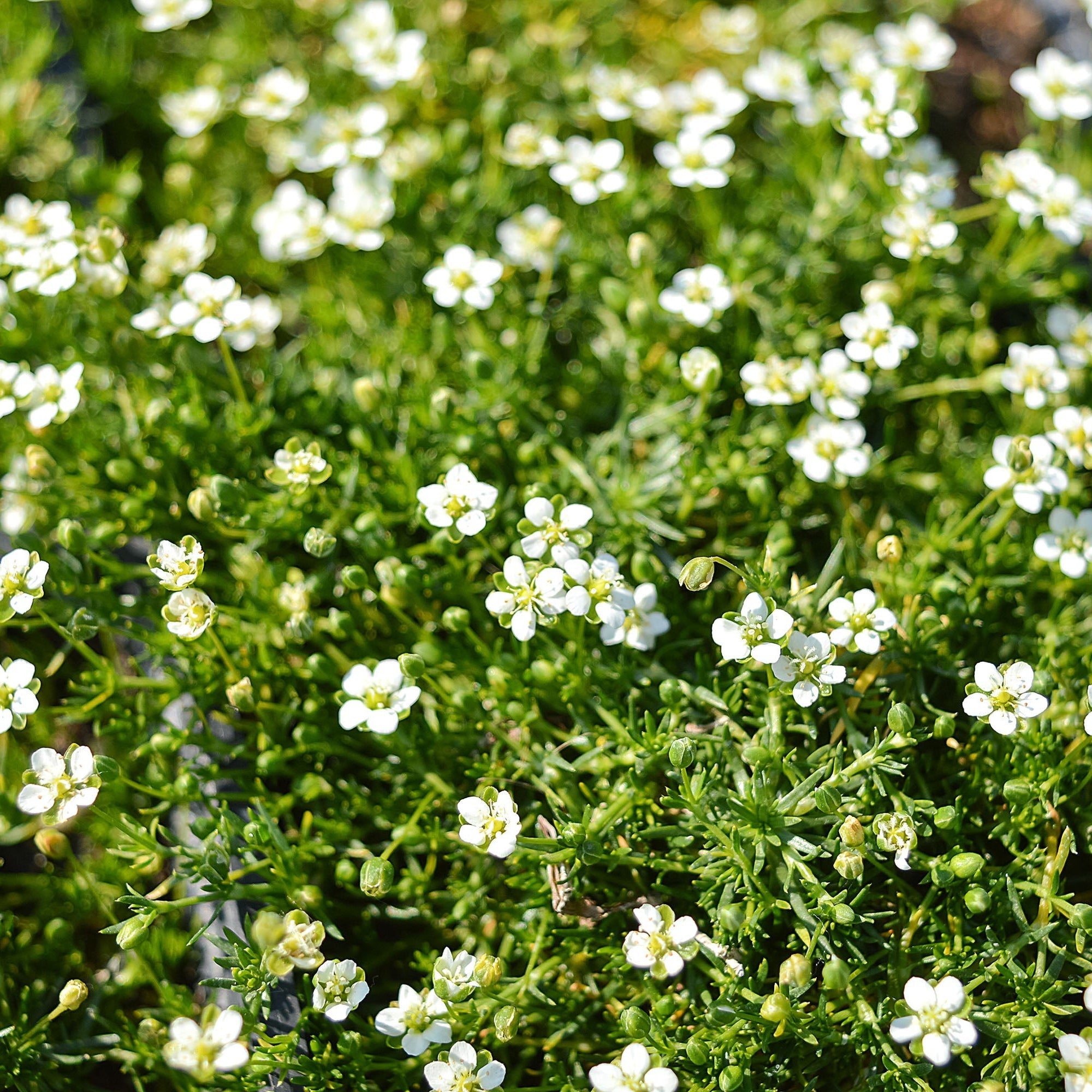 Sagina subulata (Irish Moss) 1L