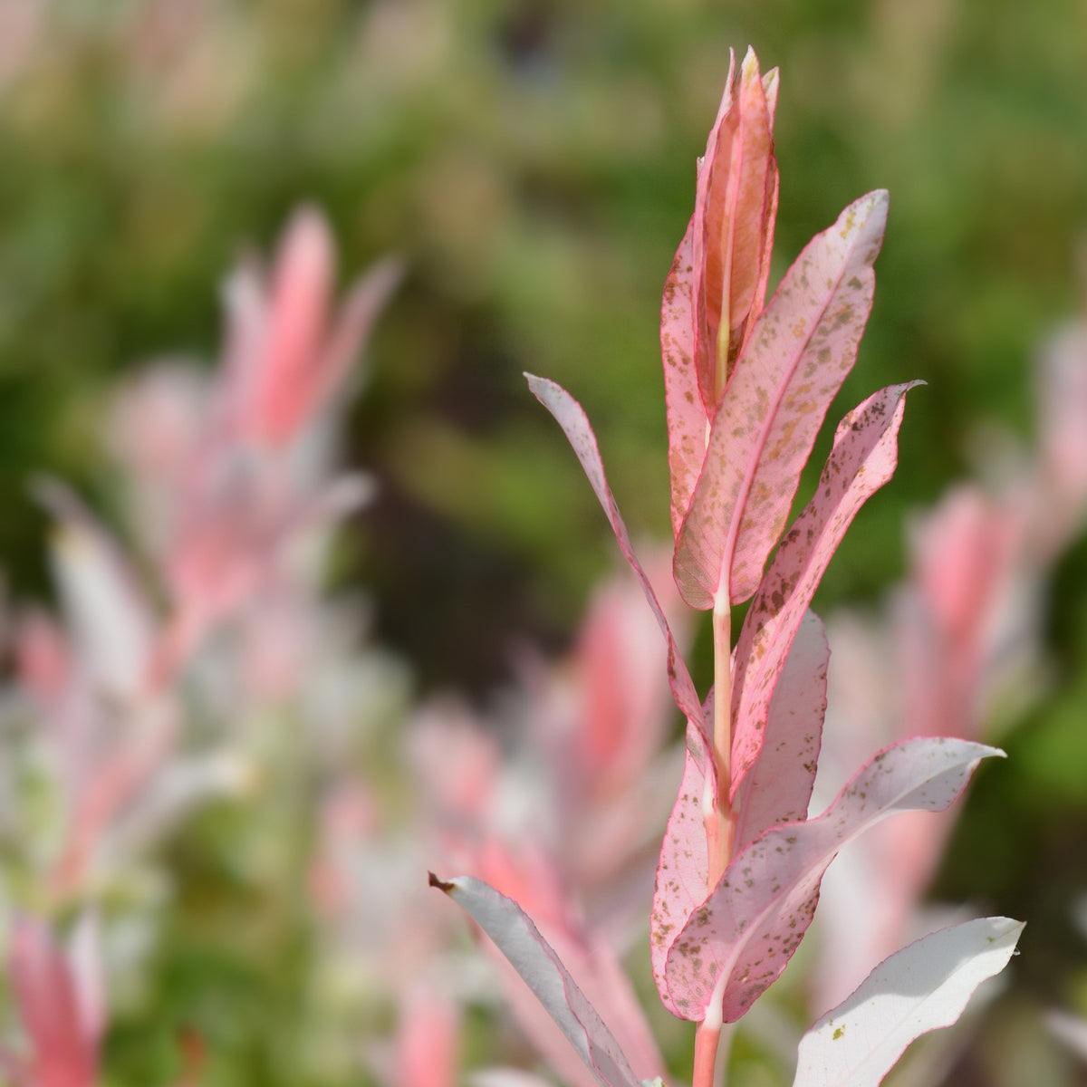 A close-up of the Salix integra &#39;Hakuro-Nishiki&#39; (Flamingo Dwarf Willow Tree, 120cm) shows its pink and white variegated leaves with speckled patterns, highlighting the upright central stalk against a softly blurred background.