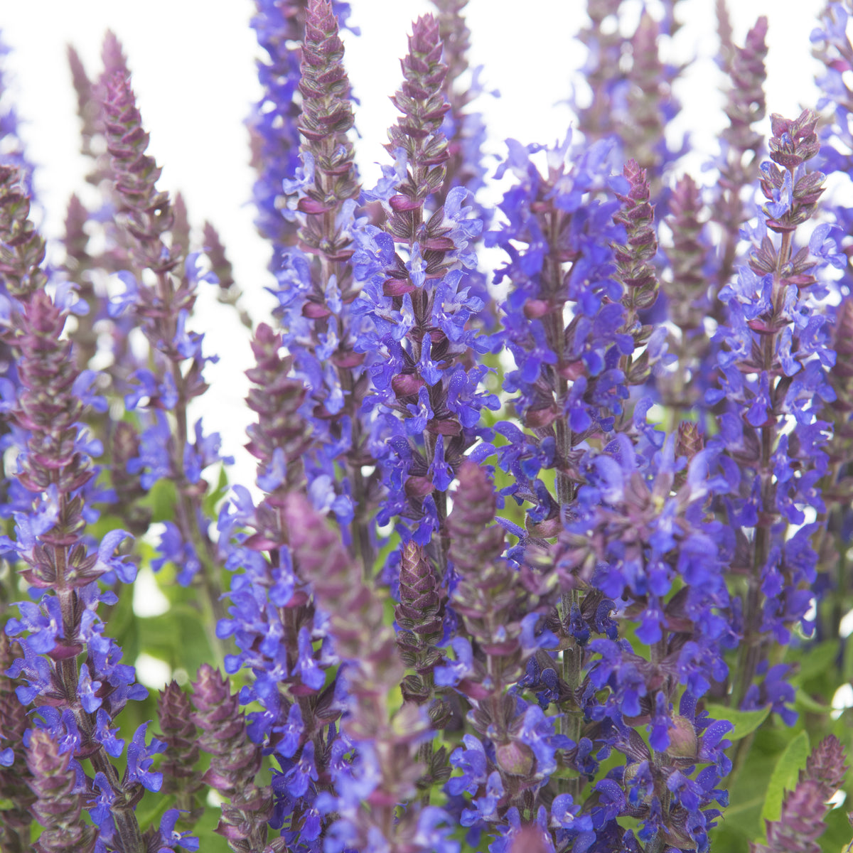Salvia - Blue Bouquetta 1.5L