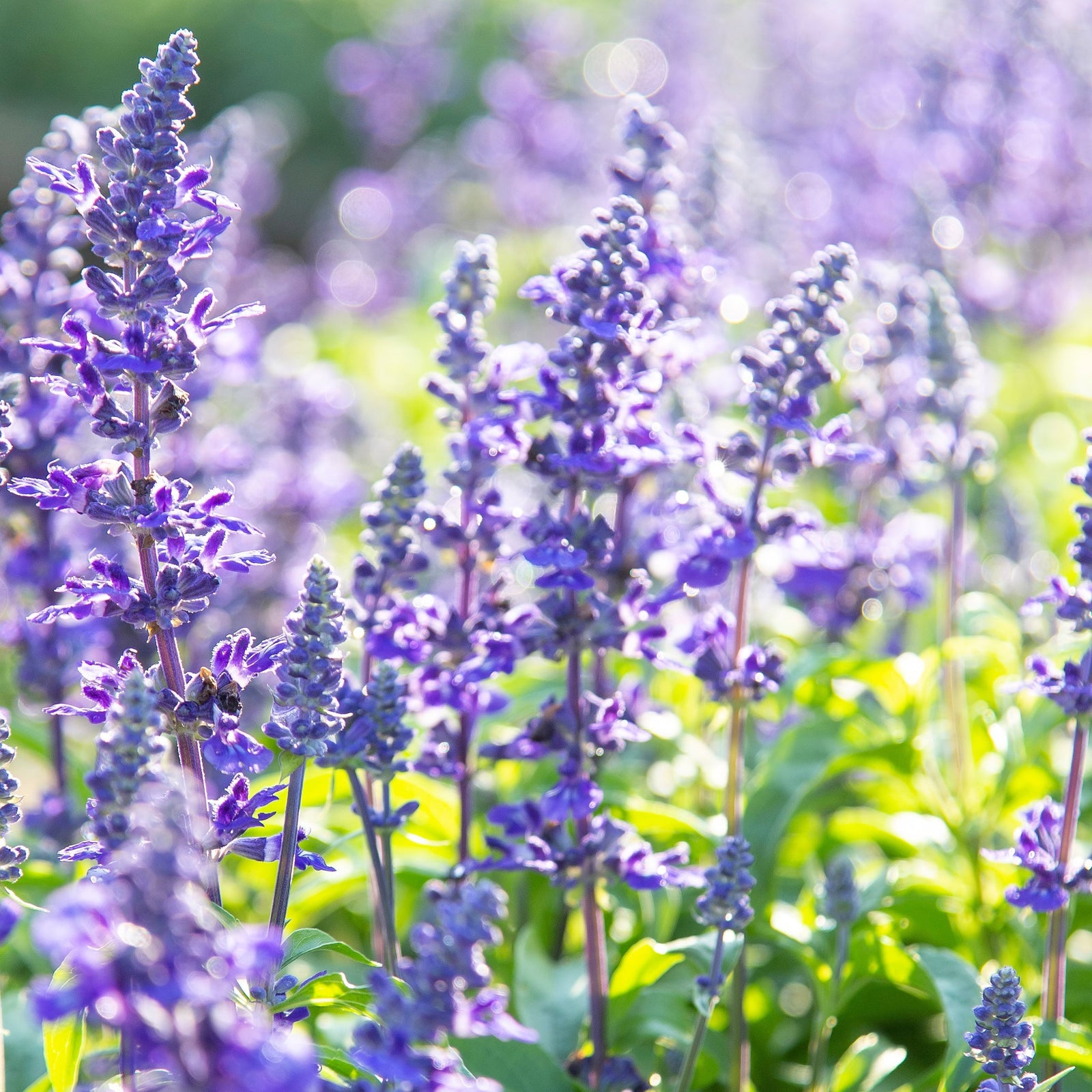 A field of Salvia nemorosa Sensation Blue, a pollinator-friendly perennial, blooms in vivid blue-violet, bathed in soft sunlight with a blurred green and purple background. Available in 9cm/1.5L pots.