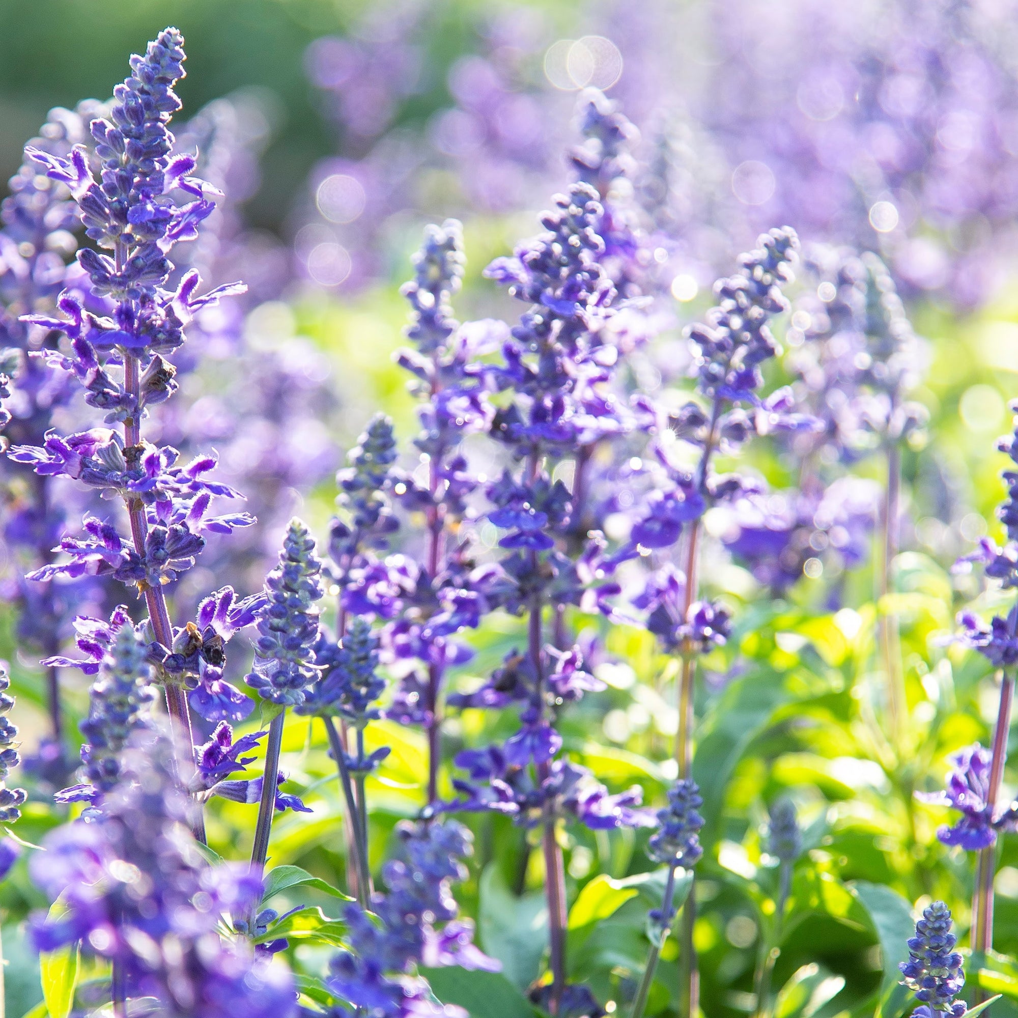 Salvia nemorosa Sensation Blue 9cm/1.5L