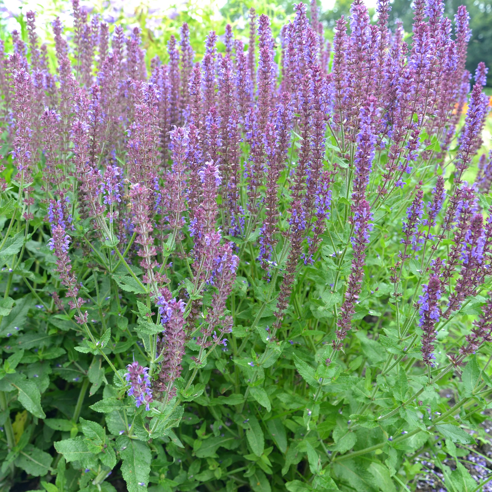 A dense cluster of tall, deep blue Salvia nemorosa 'Salute' (9cm/2L), an herbaceous perennial, grows outdoors with green foliage and vertical spikes; the softly blurred background shows more greenery.