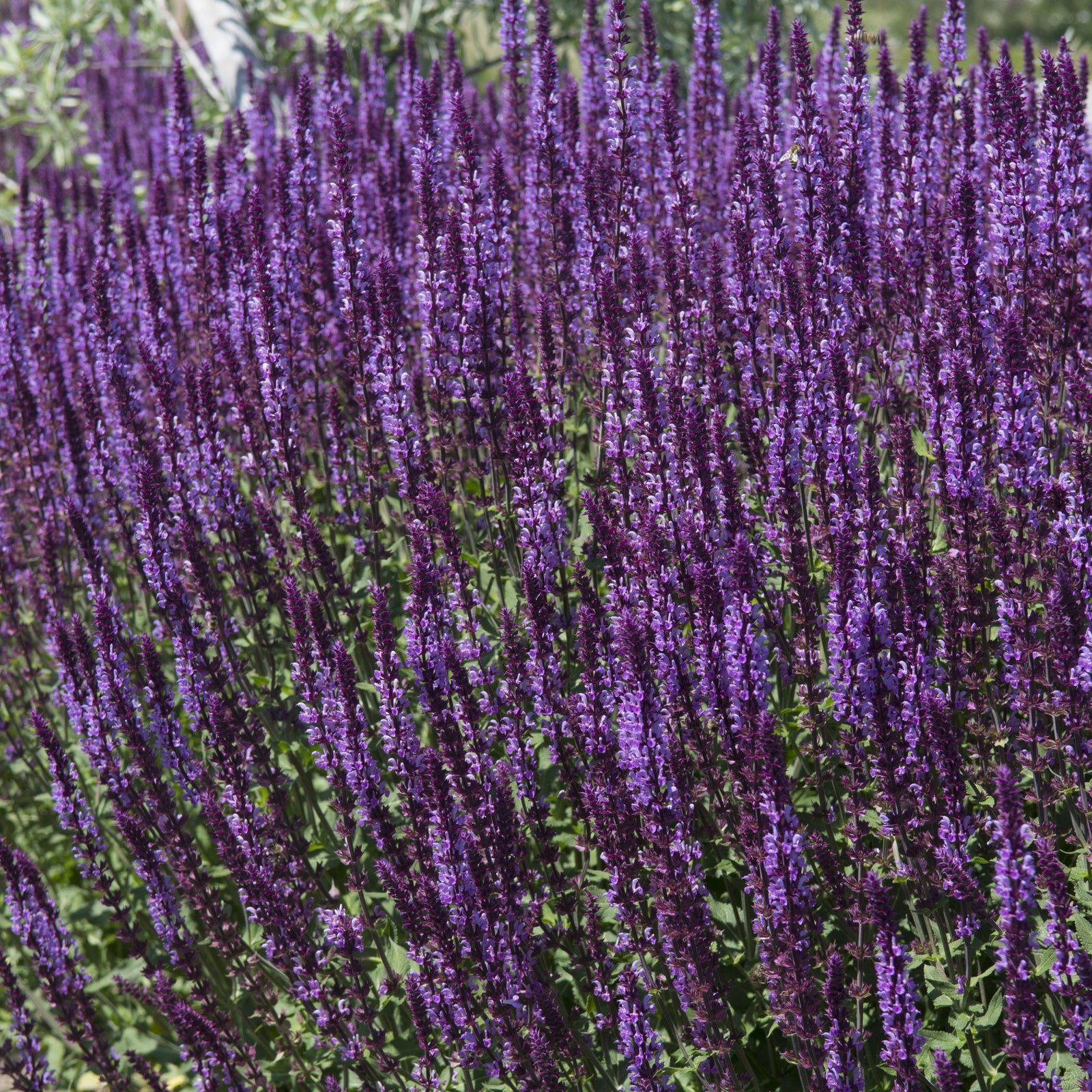 A dense cluster of tall, deep blue Salvia nemorosa 'Salute' (9cm/2L), an herbaceous perennial, grows outdoors with green foliage and vertical spikes; the softly blurred background shows more greenery.