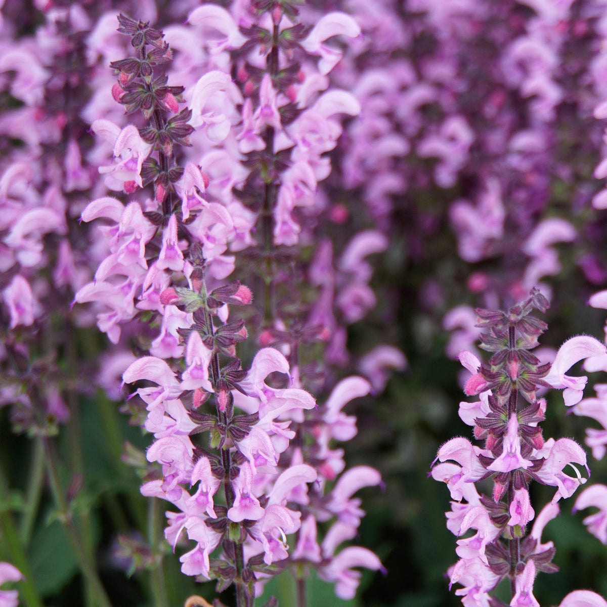 Salvia nemorosa &#39;Rose Marvel&#39; 9cm/3L