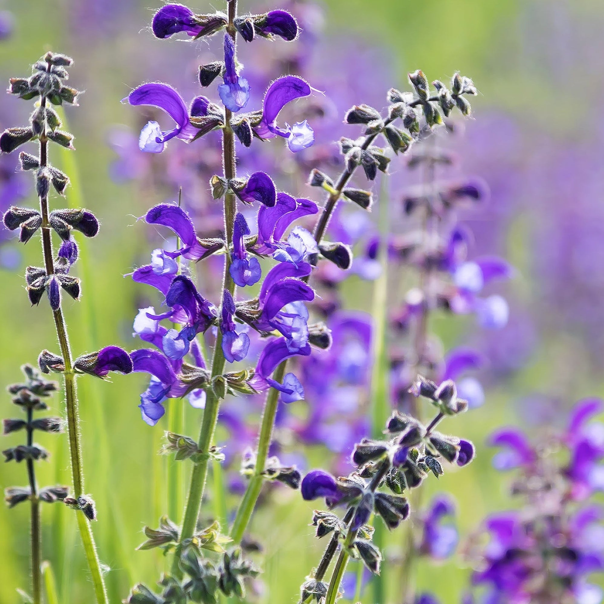 A field of Salvia nemorosa Sensation Blue, a pollinator-friendly perennial, blooms in vivid blue-violet, bathed in soft sunlight with a blurred green and purple background. Available in 9cm/1.5L pots.