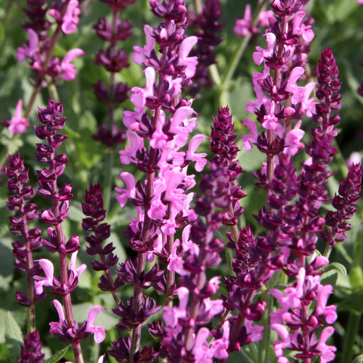 Salvia nemorosa &#39;Rose Marvel&#39; 9cm/3L