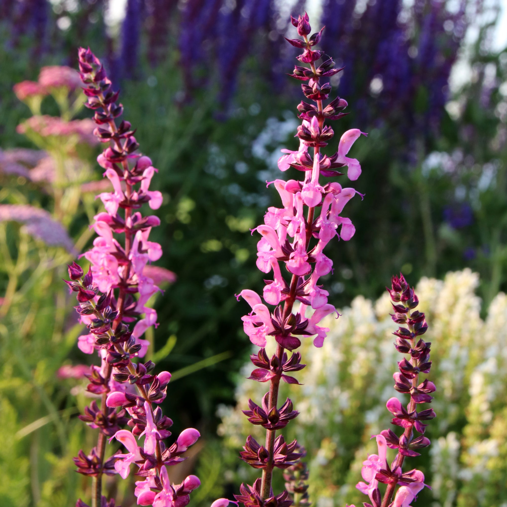 Salvia x superba Merleau Rose 9cm